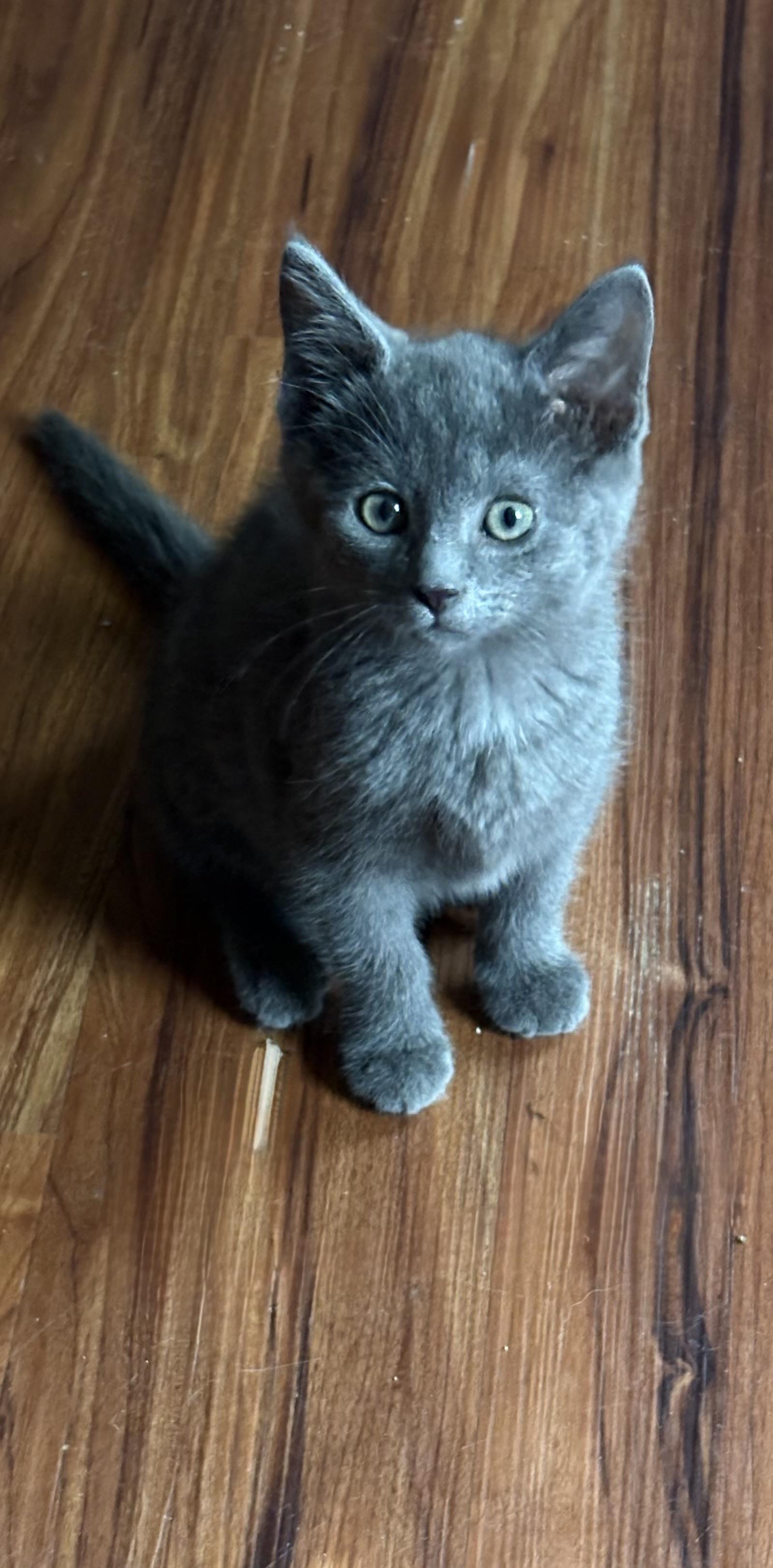 Enlarge ASHER, a Adoptable mixed breed in Wilmington, OH image 1/1