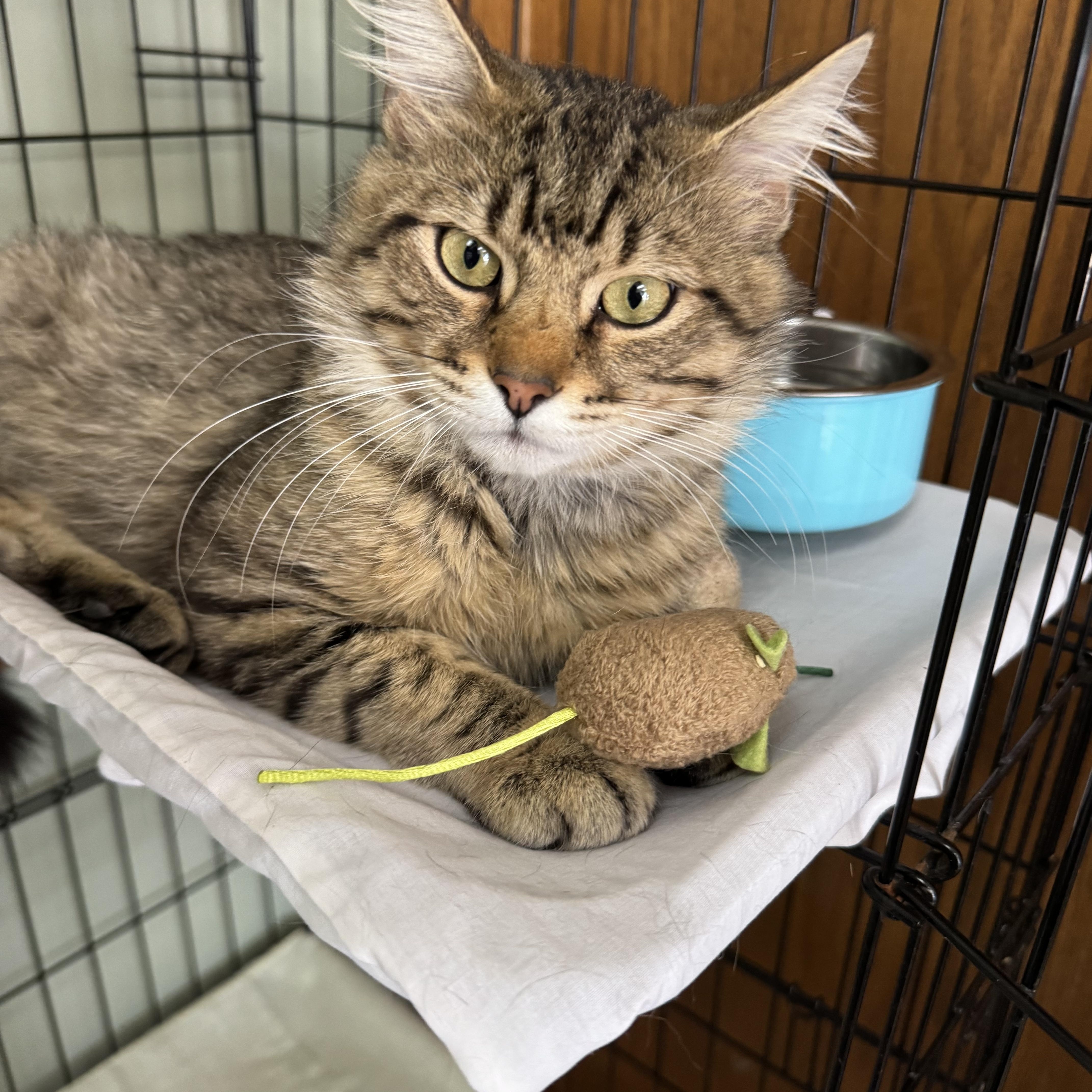 Enlarge Oscar, a ADOPTABLE Domestic Medium Hair in Valley Center, KS image 4/5