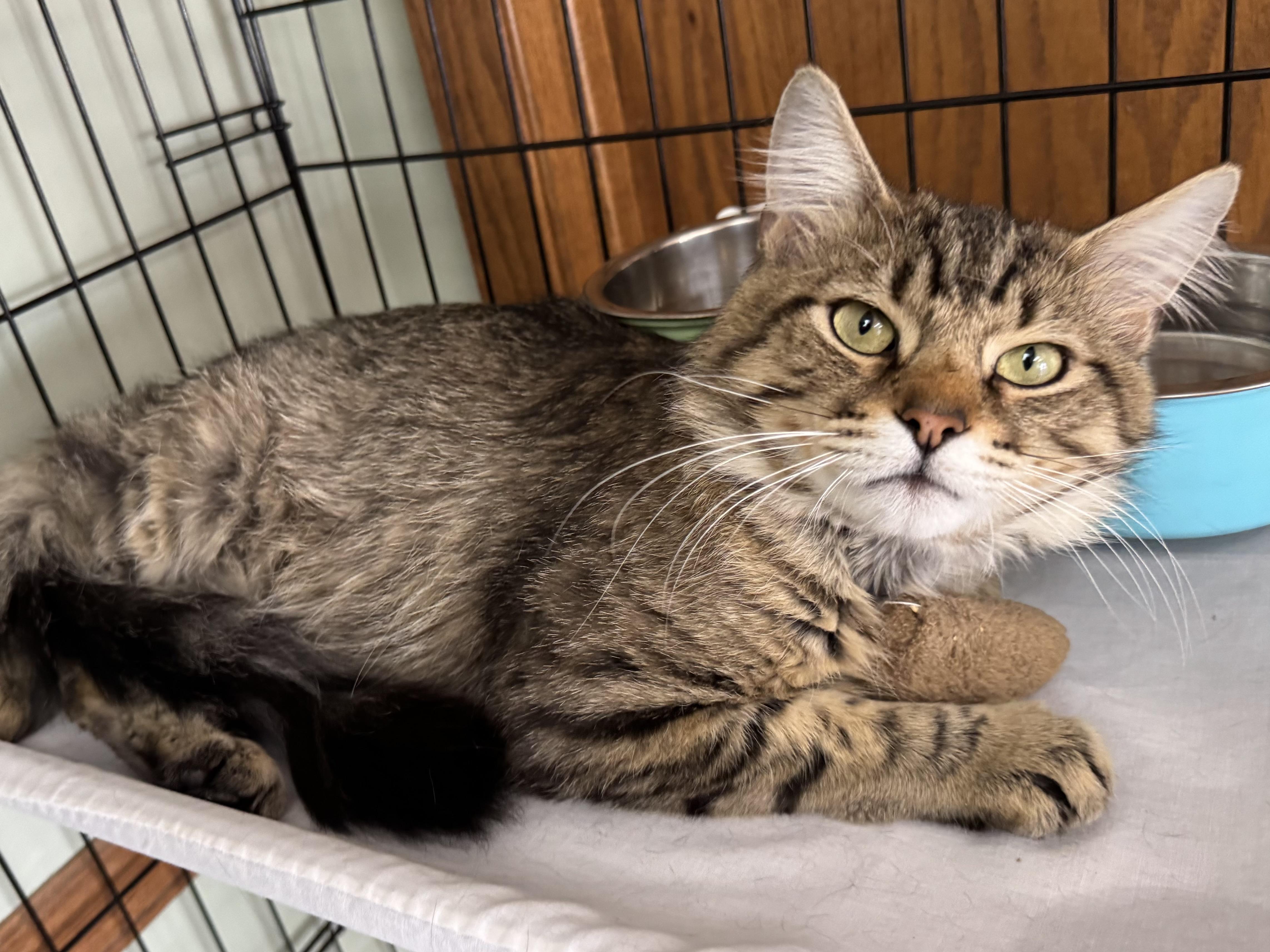 Enlarge Oscar, a ADOPTABLE Domestic Medium Hair in Valley Center, KS image 3/5