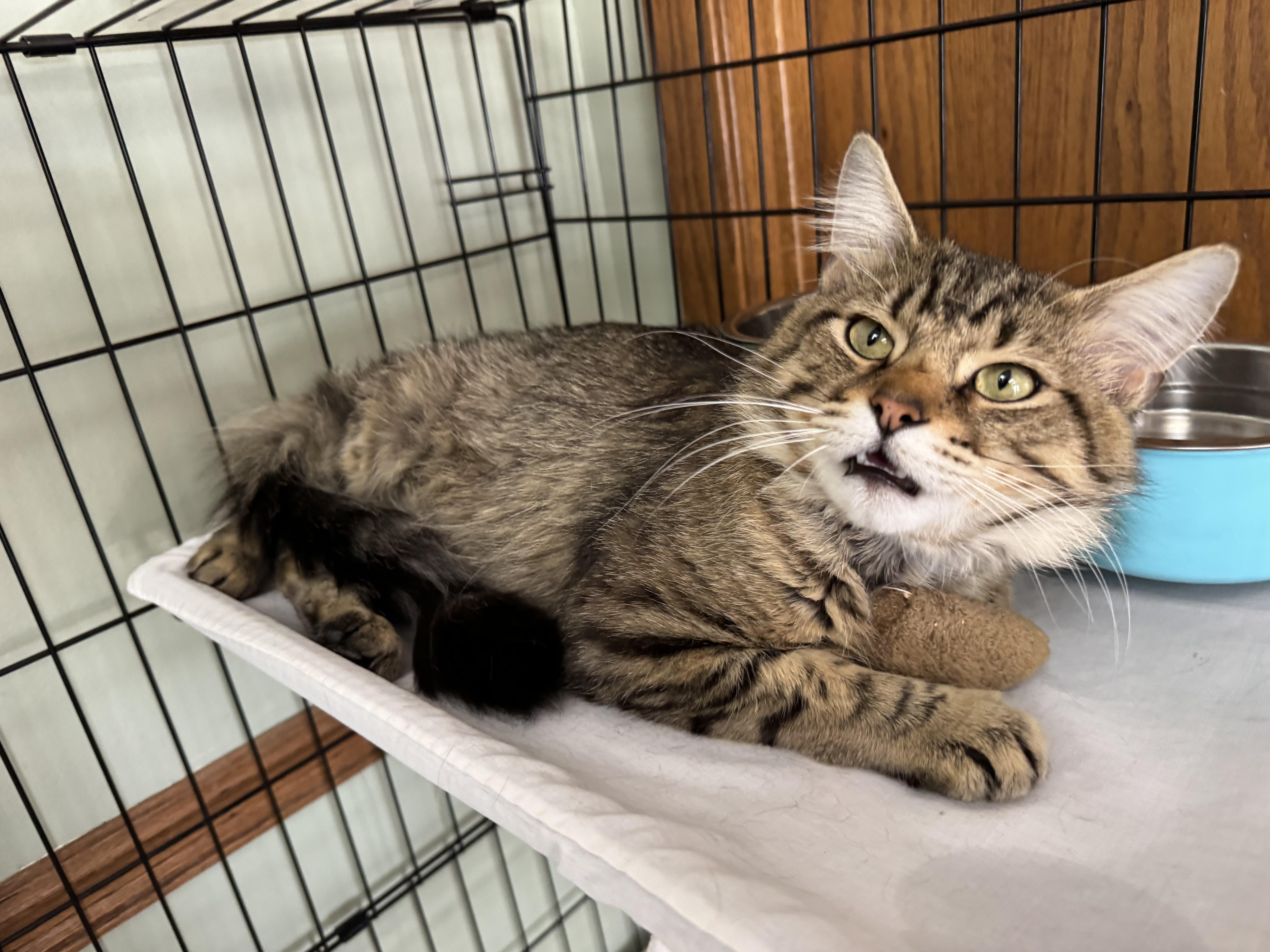 Enlarge Oscar, a ADOPTABLE Domestic Medium Hair in Valley Center, KS image 5/5
