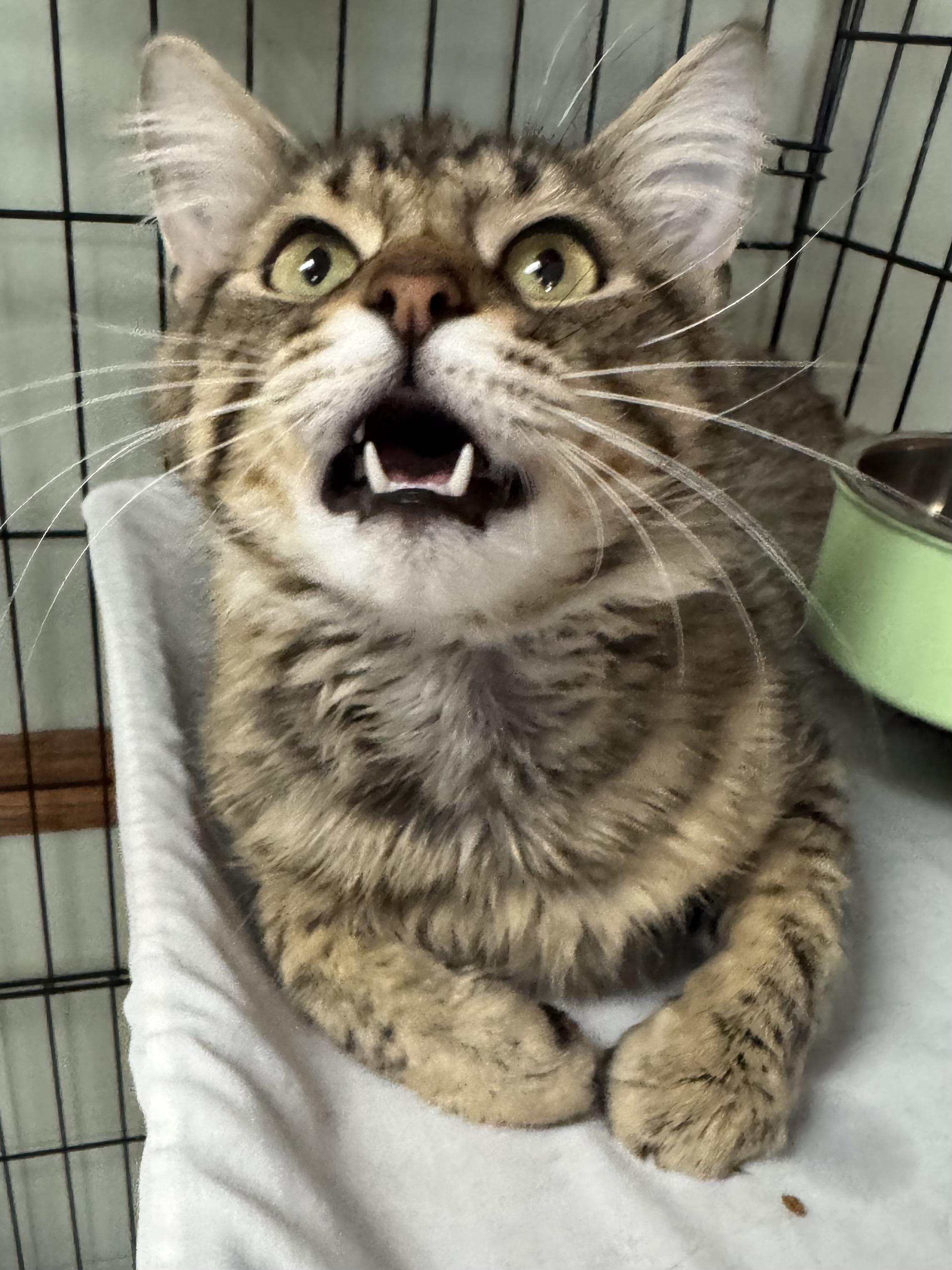 Enlarge Oscar, a ADOPTABLE Domestic Medium Hair in Valley Center, KS image 2/5