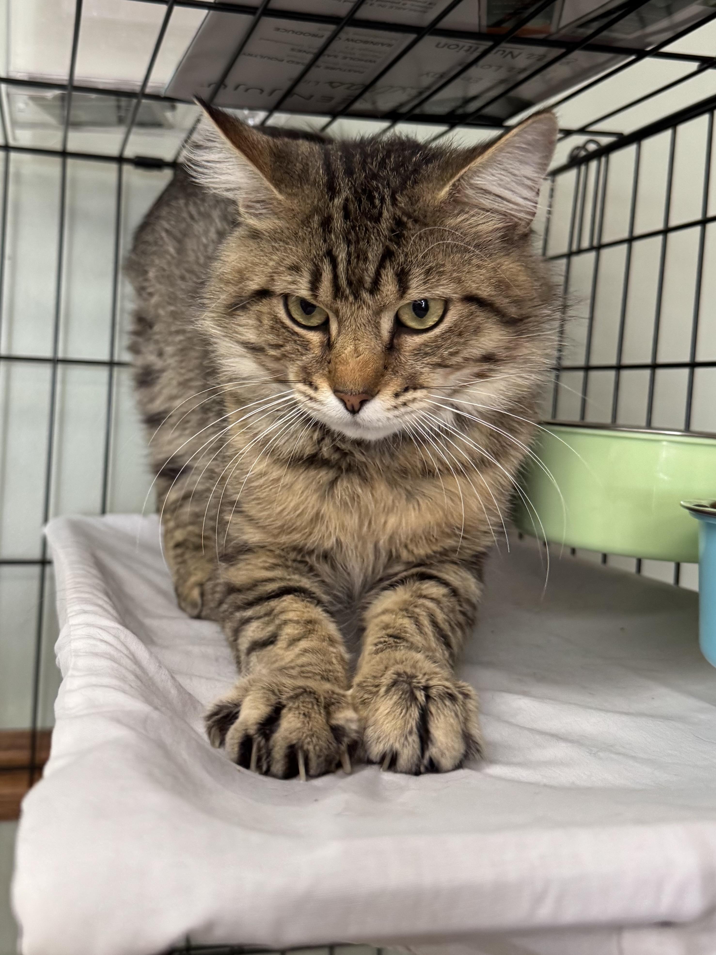 Oscar, ADOPTABLE, Young Male Domestic Medium Hair.