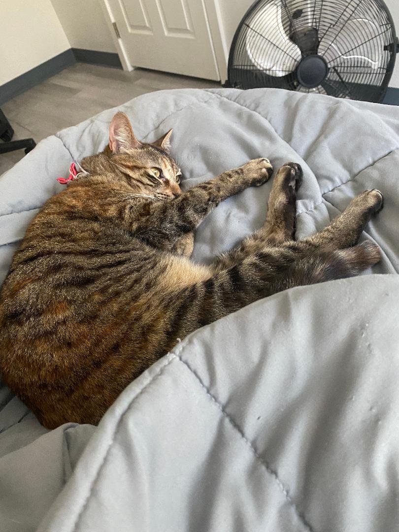 Melody **COURTESY POST**CONTACT OWNER caitlynnerogers1@aol.com, Adoptable, Adult Female Domestic Short Hair.