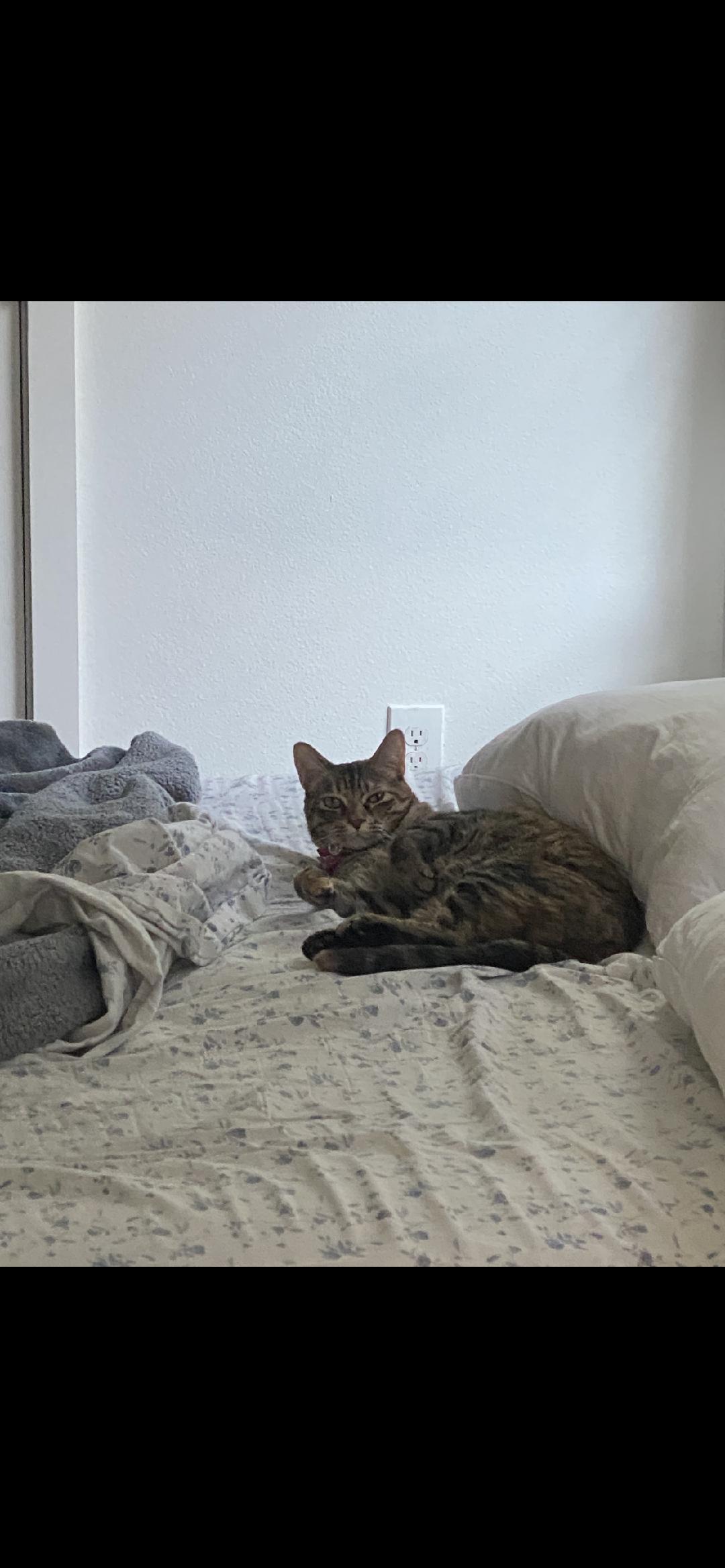 Melody **COURTESY POST**CONTACT OWNER caitlynnerogers1@aol.com, a Adoptable mixed breed in Frisco, TX image 2/3