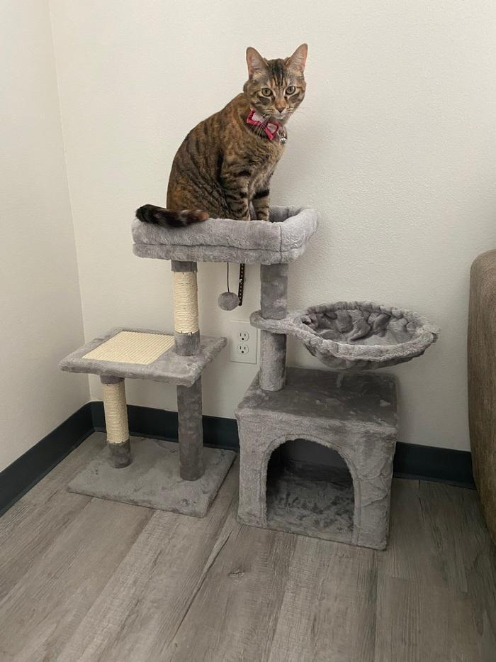 Melody **COURTESY POST**CONTACT OWNER caitlynnerogers1@aol.com