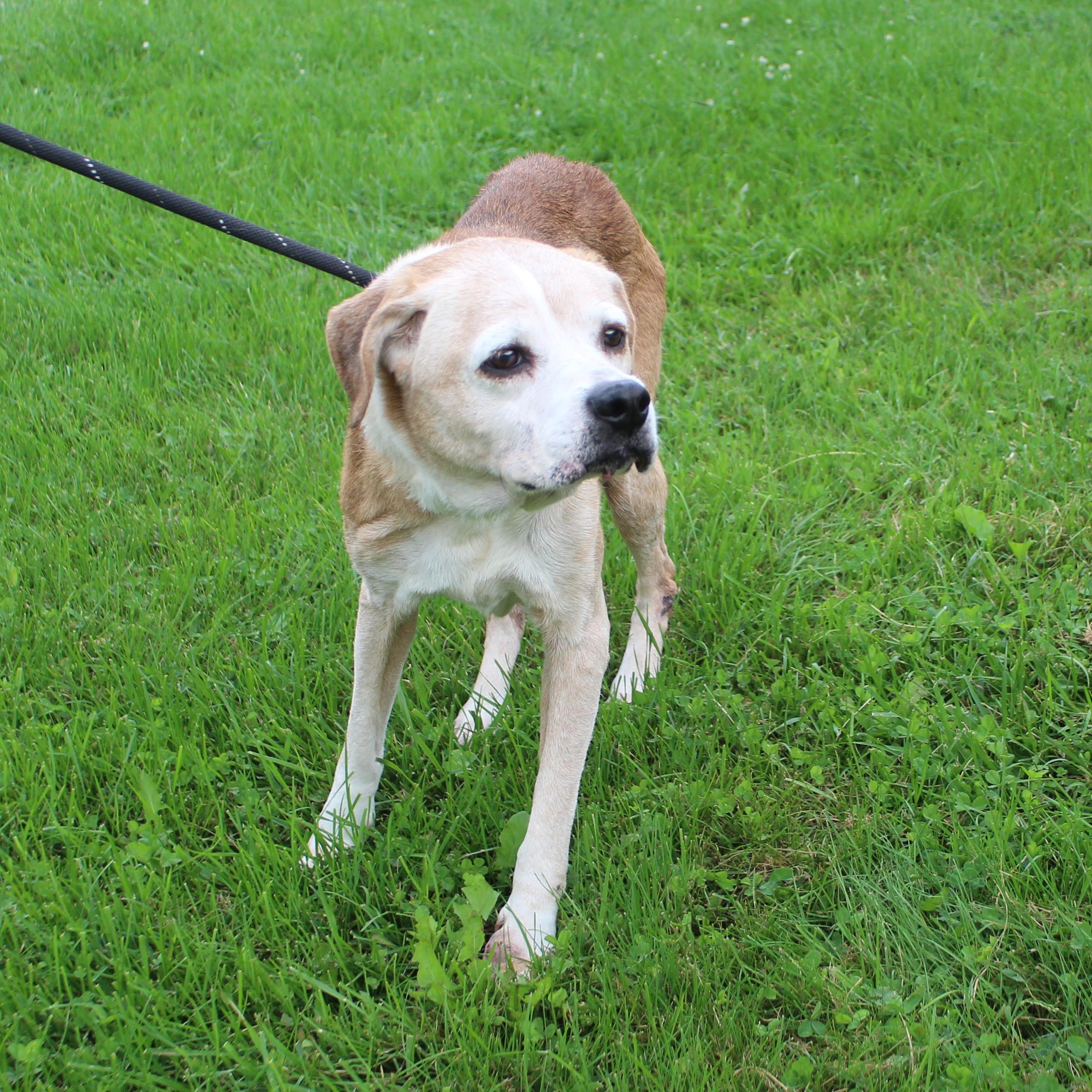 Linda (12344), Adoptable, Senior Female Beagle.