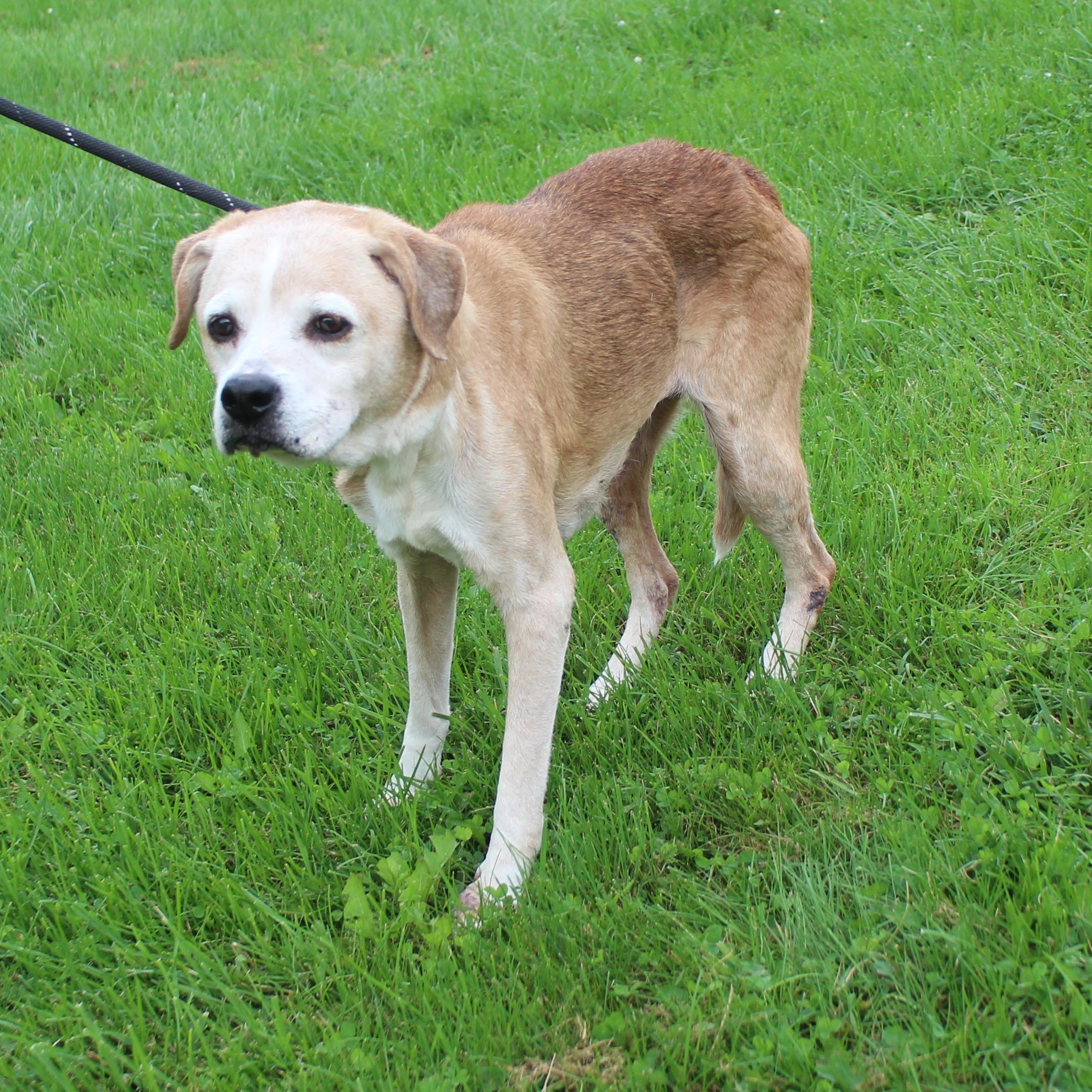 Enlarge Linda (12344), a Adoptable mixed breed in Heath, OH image 2/2