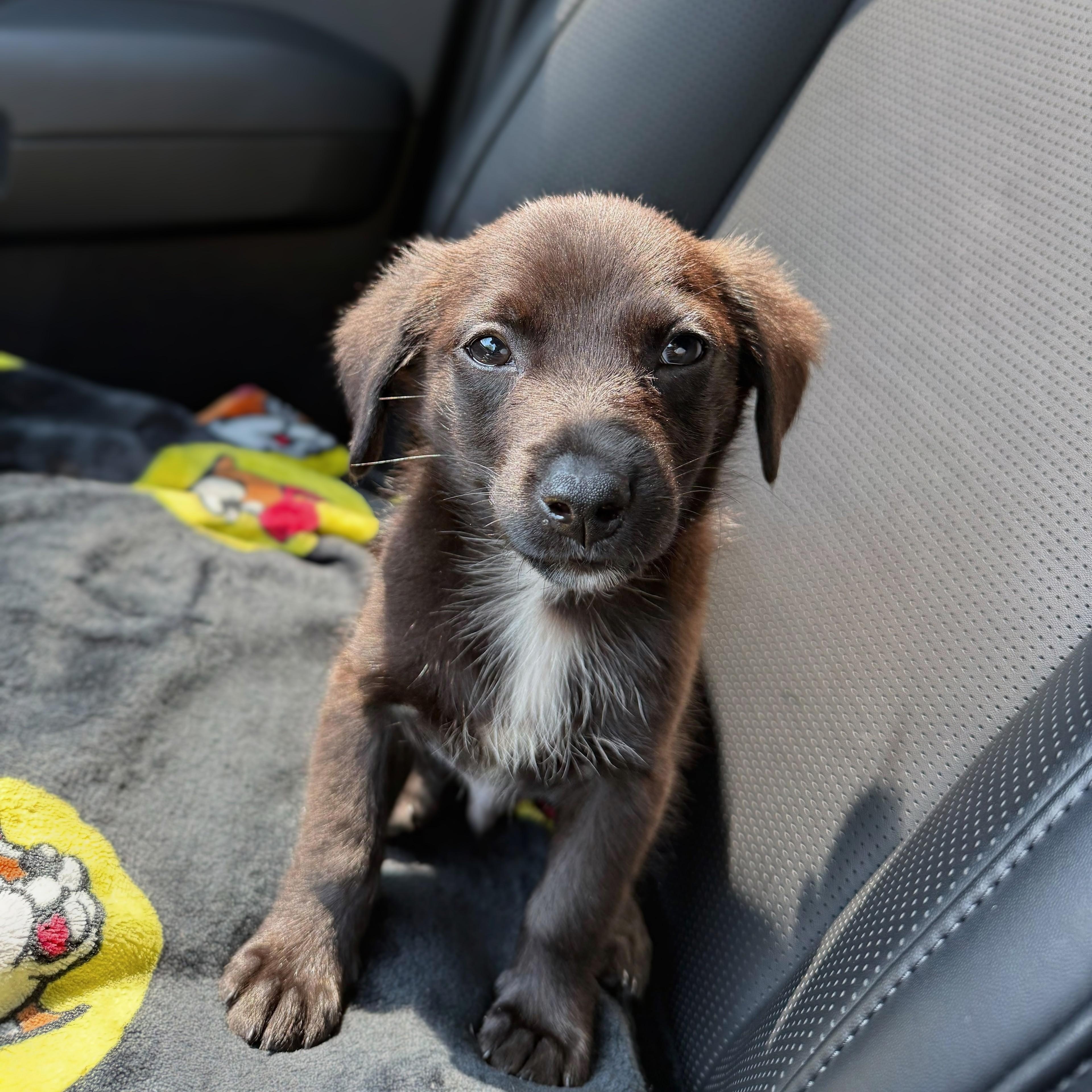 Diablo, an adopted mixed breed in Baltimore, MD image 6/6