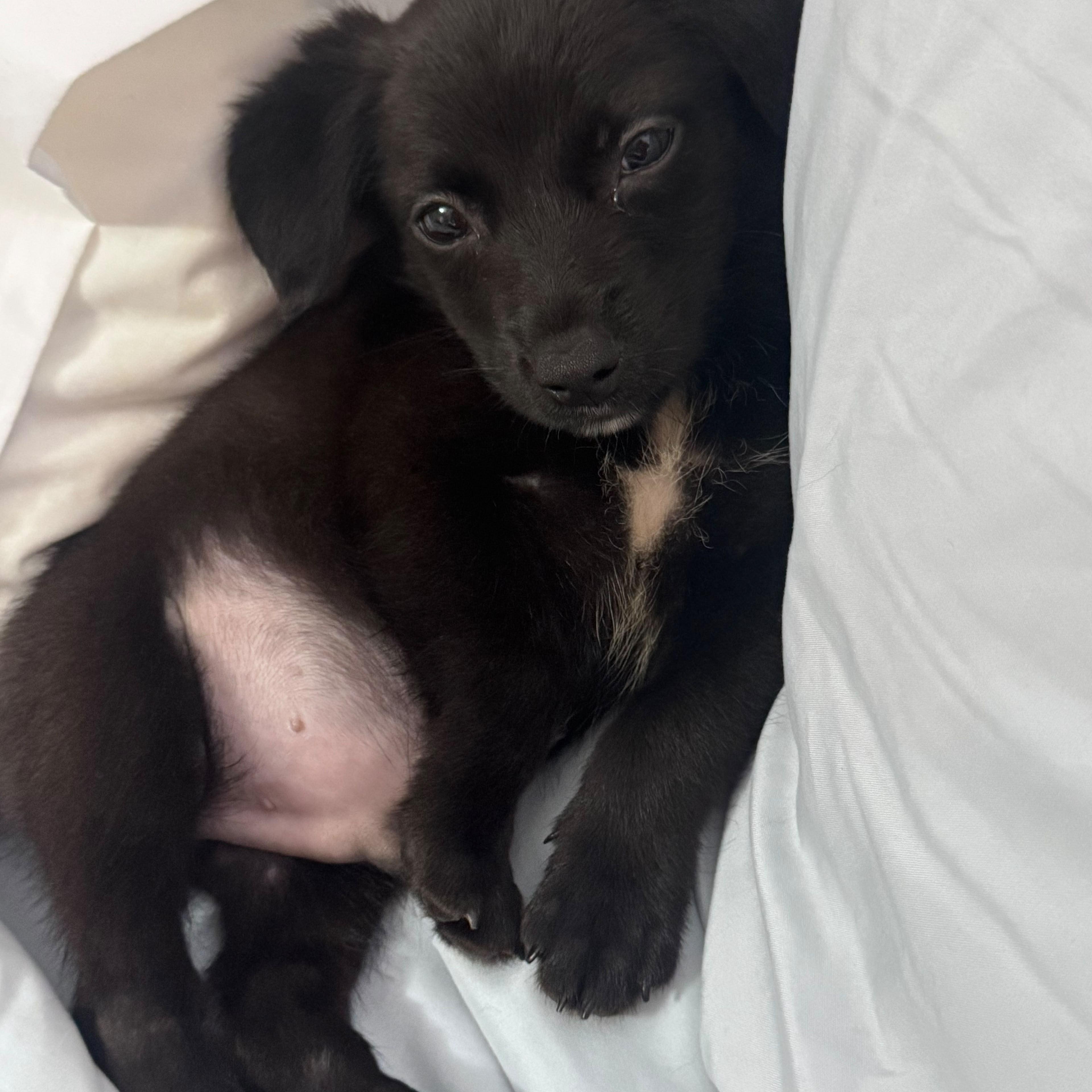 Diablo, an adopted mixed breed in Baltimore, MD image 4/6