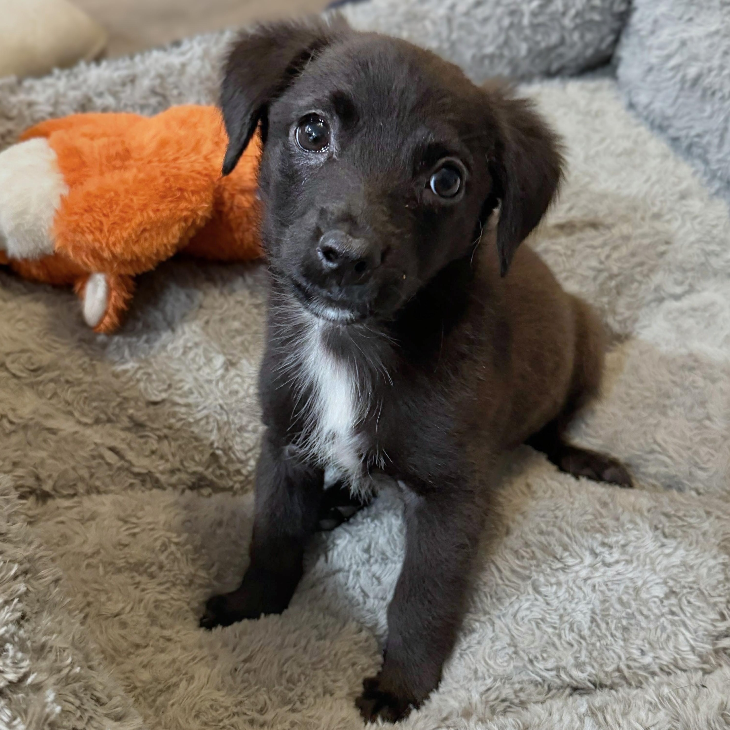 Diablo, an adopted mixed breed in Baltimore, MD image 1/6