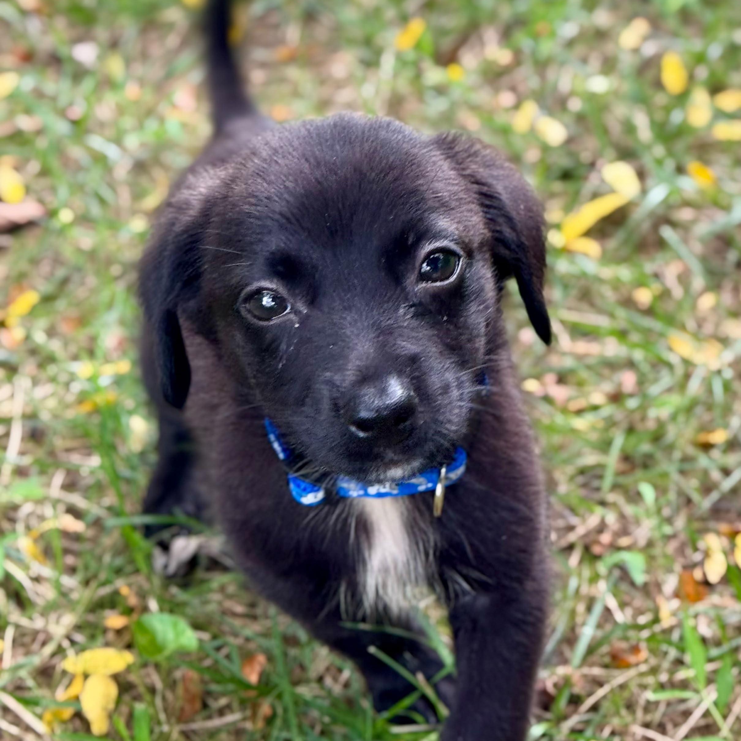 Diablo, an adopted mixed breed in Baltimore, MD image 2/6