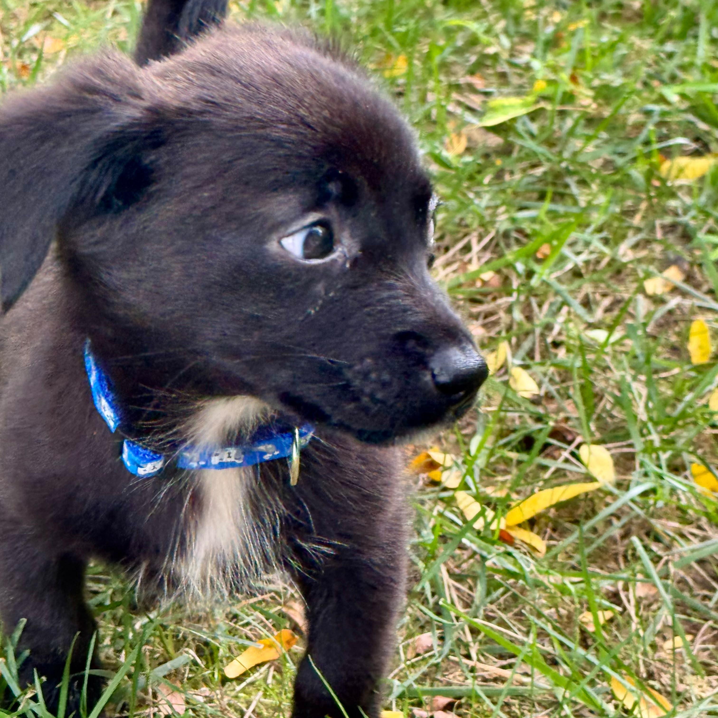Diablo, an adopted mixed breed in Baltimore, MD image 3/6