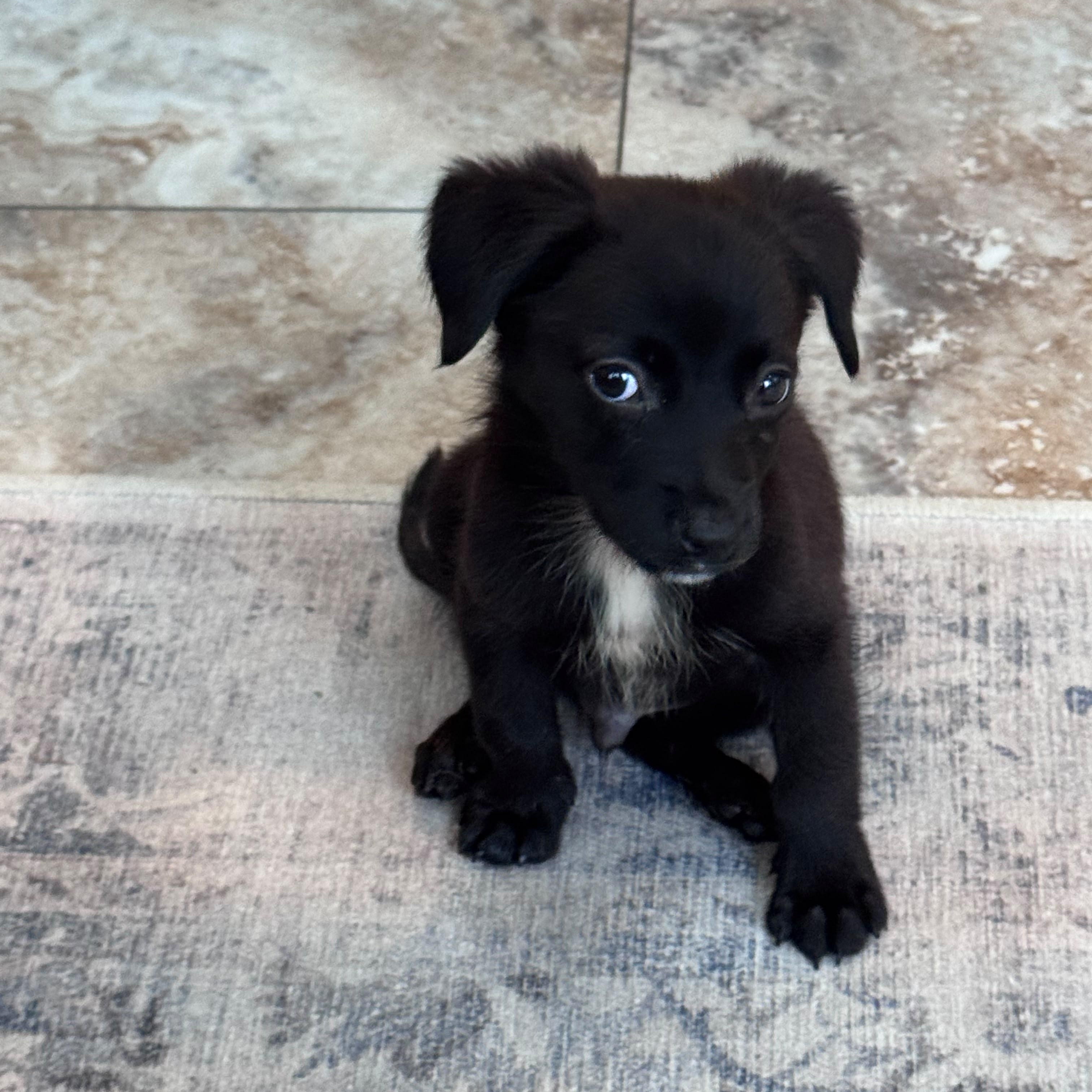 Diablo, an adopted mixed breed in Baltimore, MD image 5/6