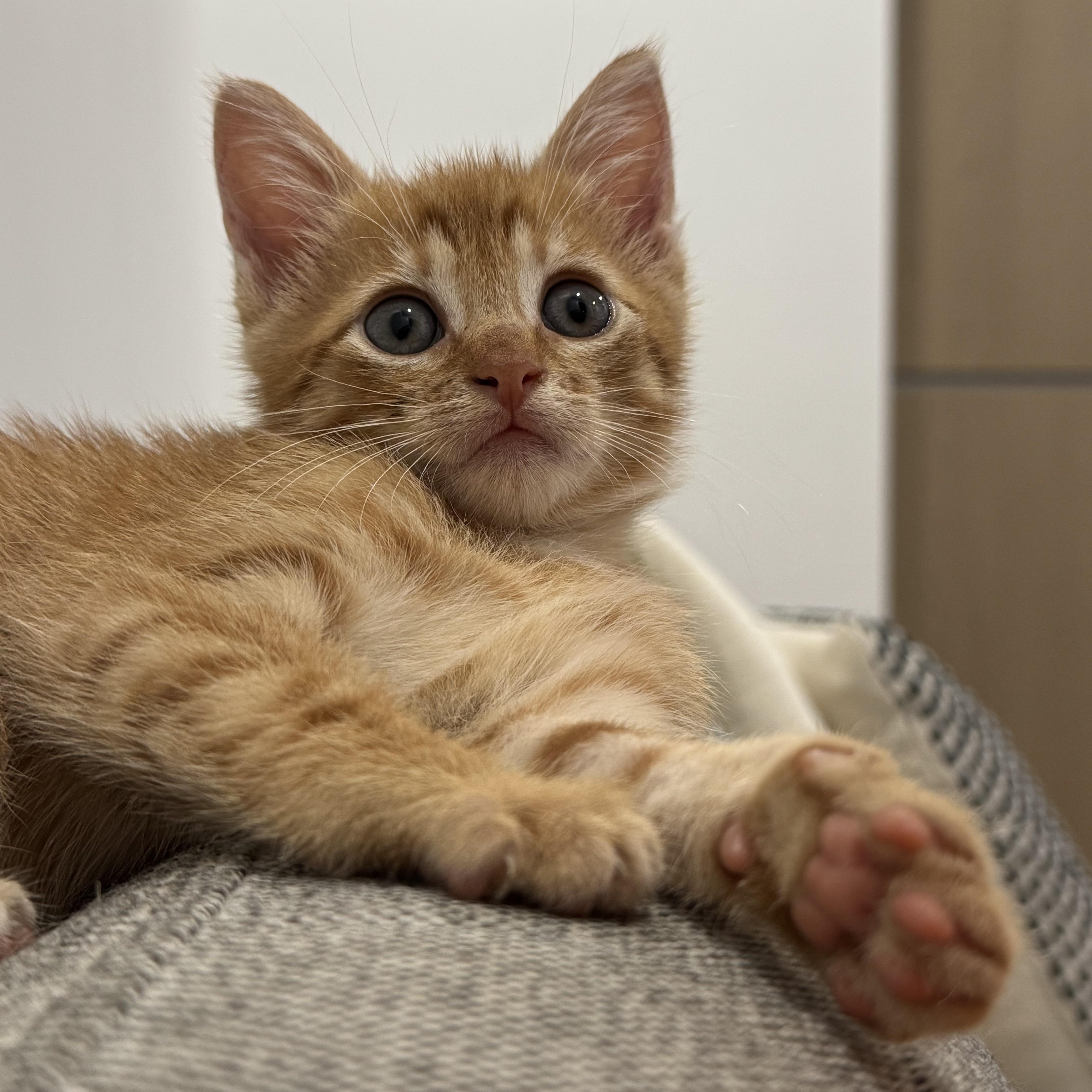 Enlarge Seymour, a Adoptable Domestic Short Hair in Brooklyn, NY image 3/6