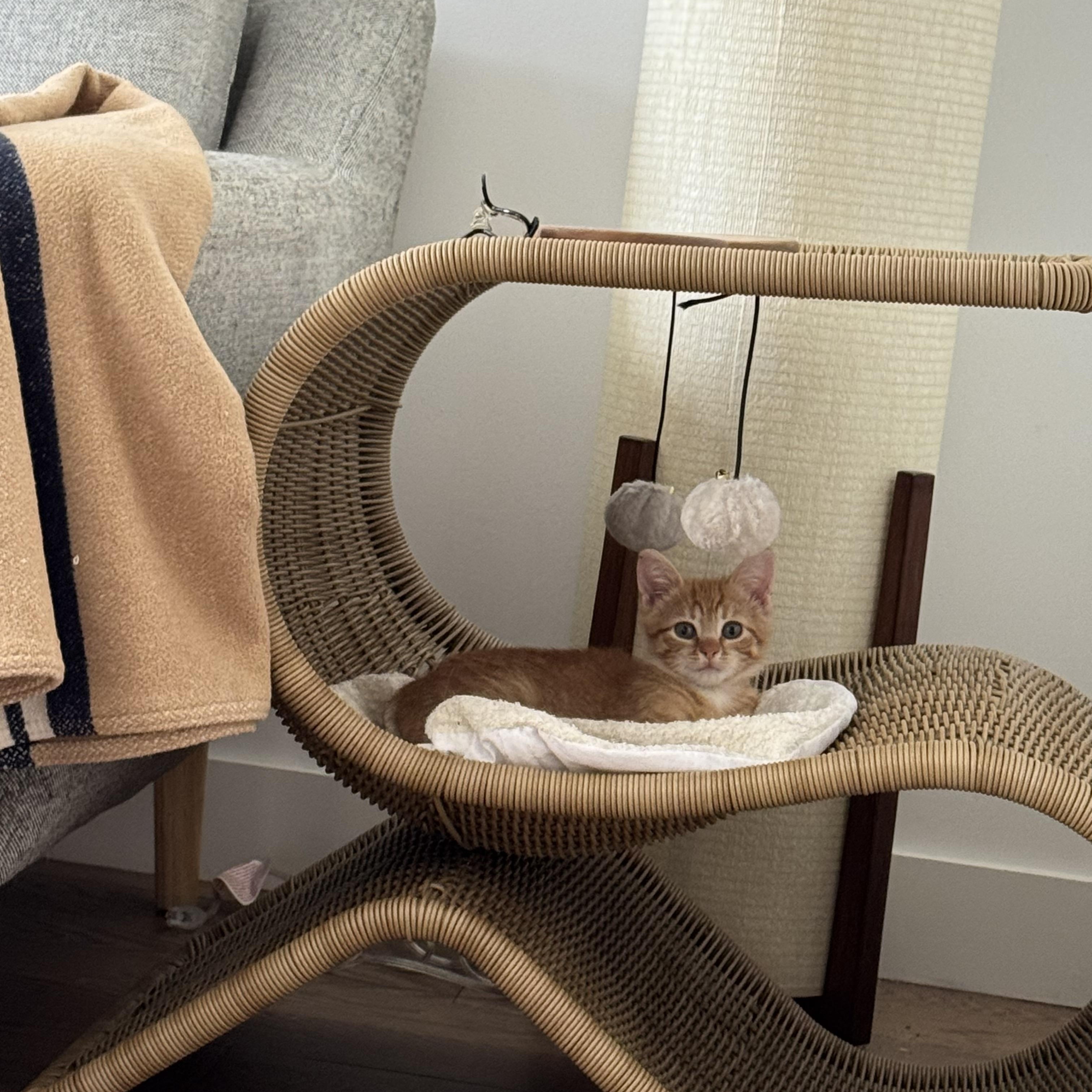 Enlarge Seymour, a Adoptable Domestic Short Hair in Brooklyn, NY image 5/6
