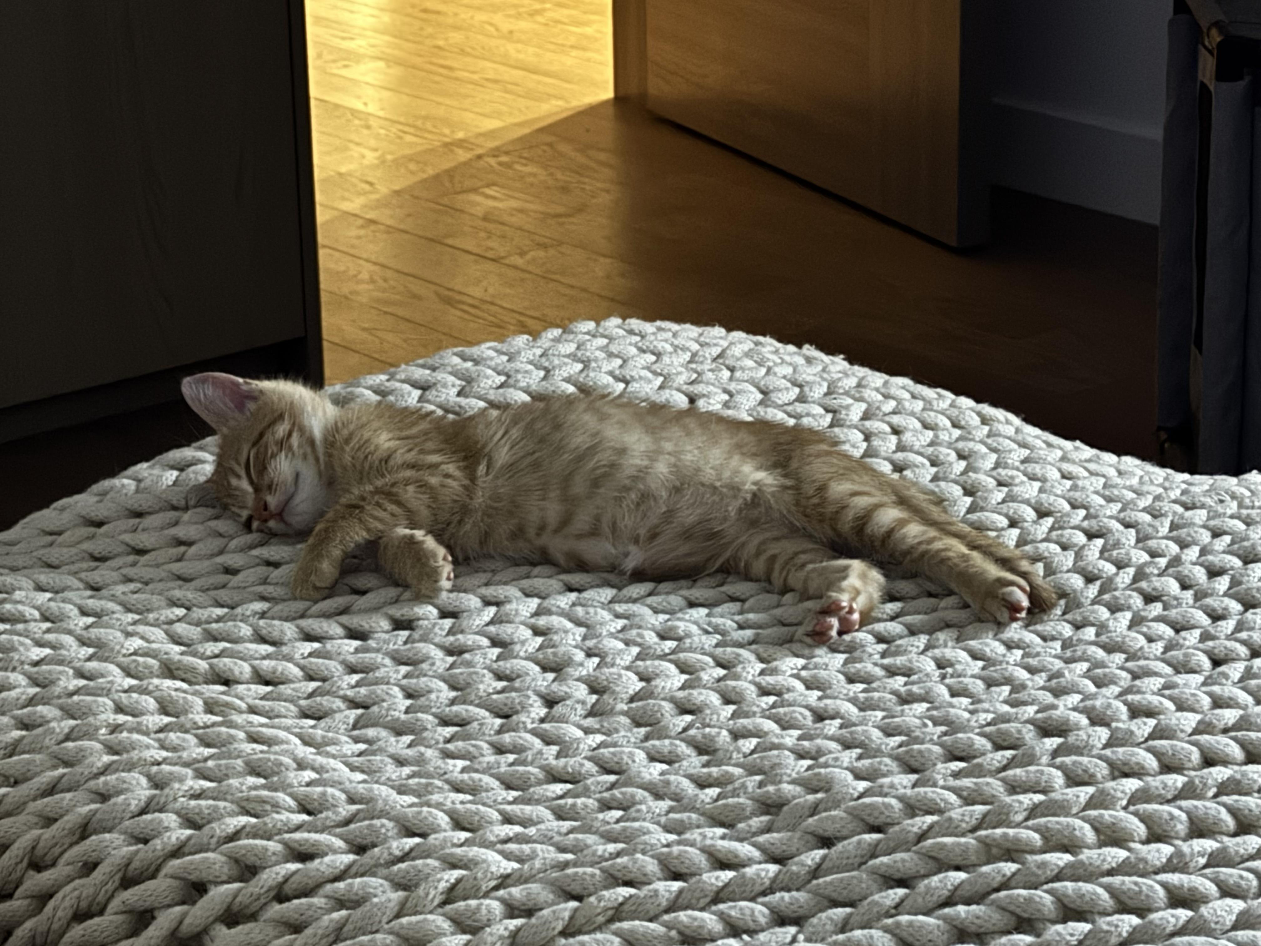 Enlarge Seymour, a Adoptable Domestic Short Hair in Brooklyn, NY image 6/6
