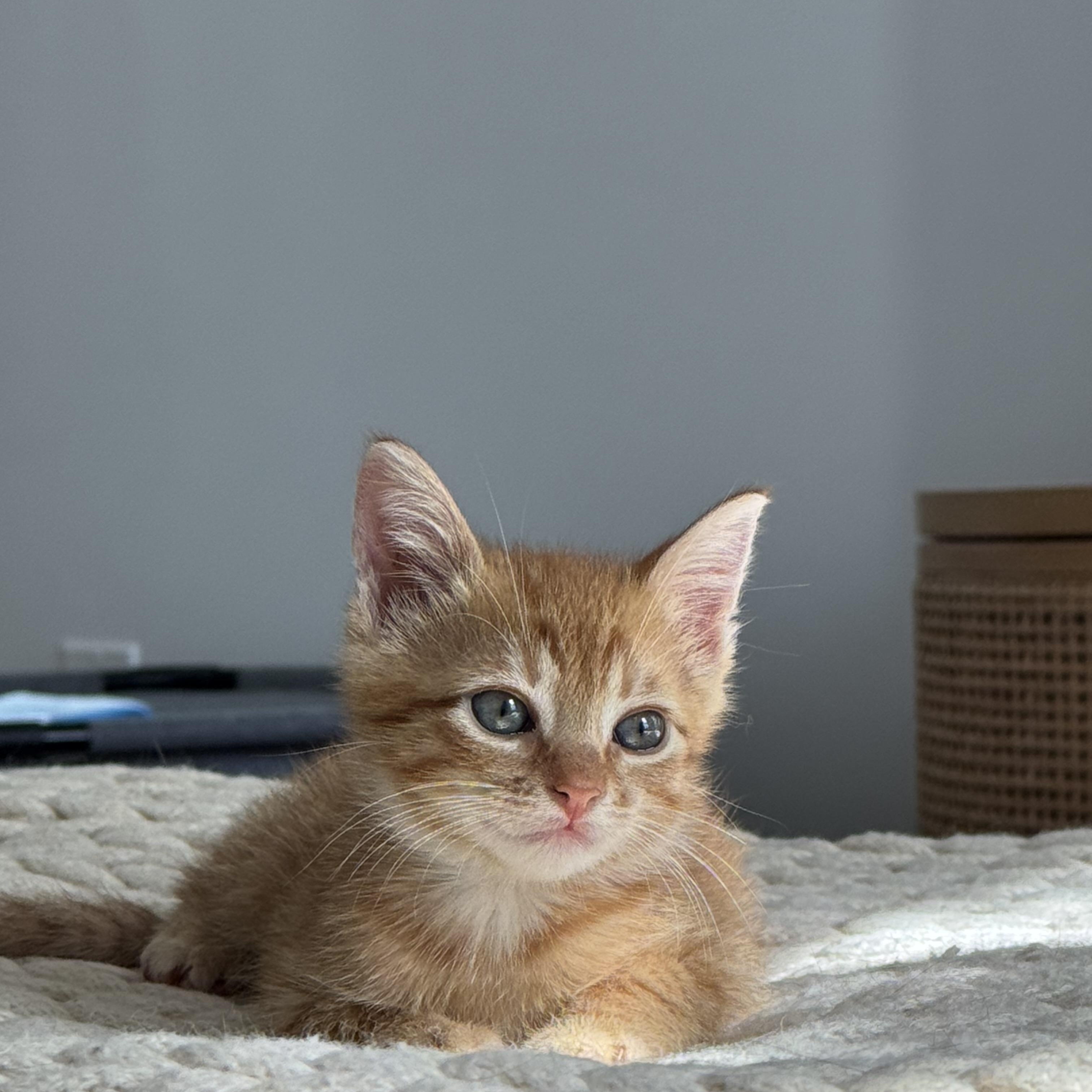 Seymour, Adoptable, Kitten Male Domestic Short Hair.