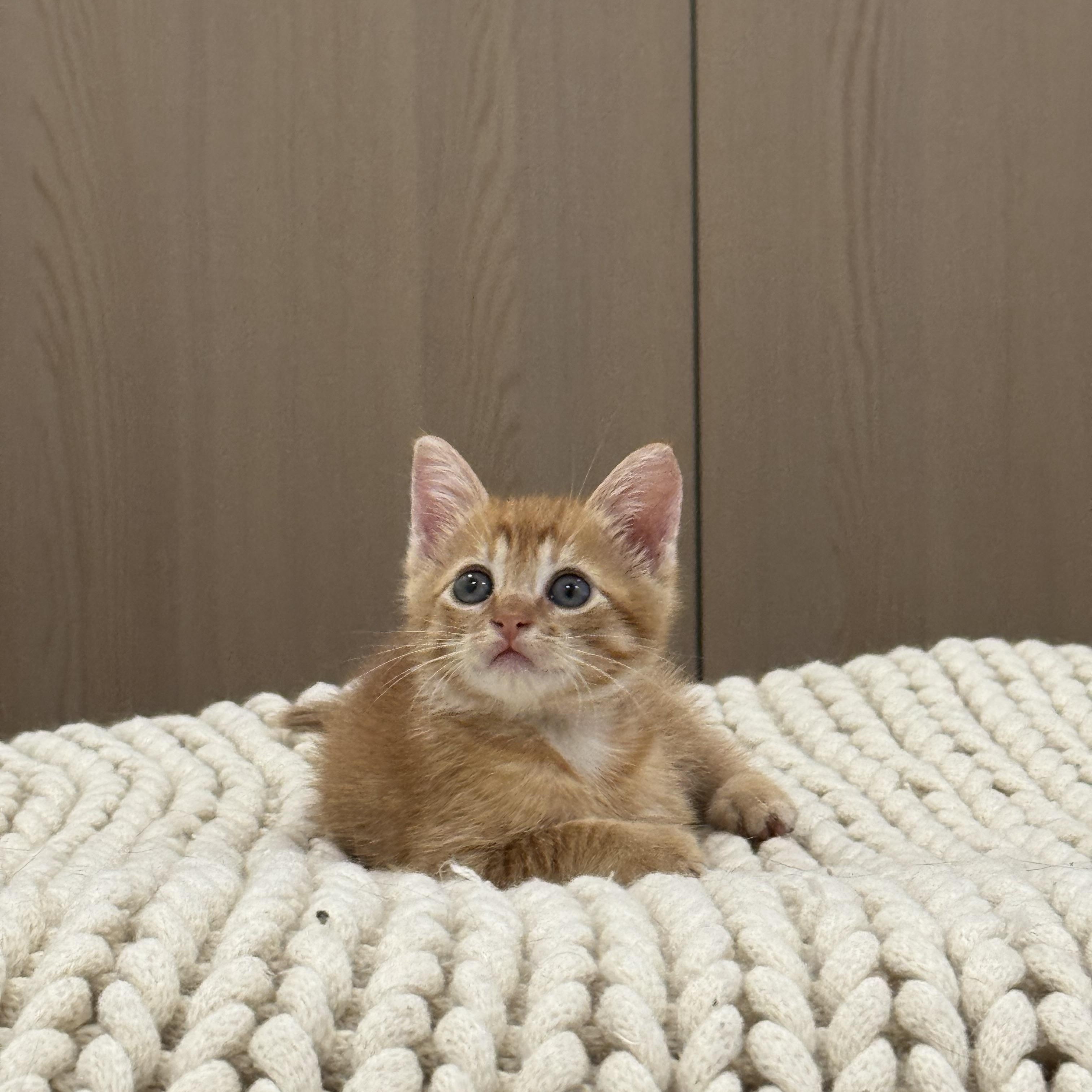 Enlarge Seymour, a Adoptable Domestic Short Hair in Brooklyn, NY image 2/6