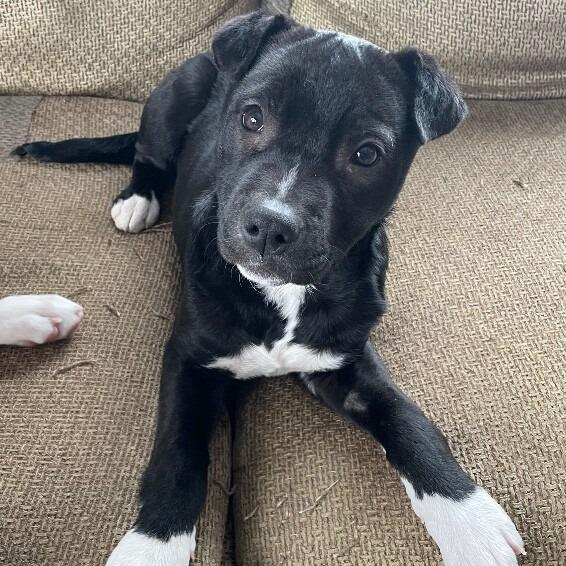 Rain, Adoptable, Young Female Pit Bull Terrier & Mixed Breed.