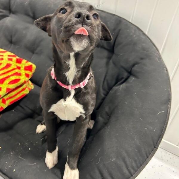 Enlarge Rain, a Adoptable mixed breed in Alma, WI image 2/6