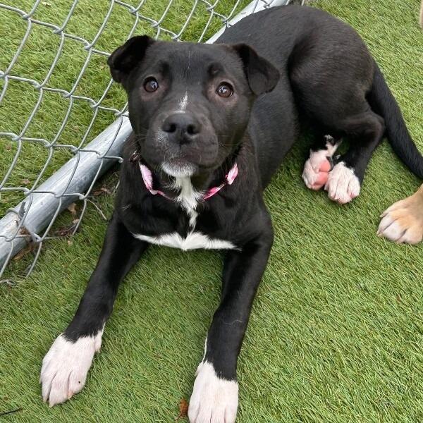 Enlarge Rain, a Adoptable mixed breed in Alma, WI image 3/6