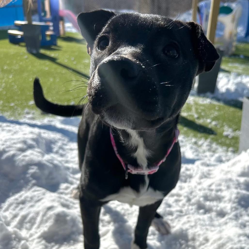 Enlarge Rain, a Adoptable mixed breed in Alma, WI image 4/6