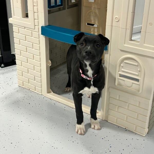 Enlarge Rain, a Adoptable mixed breed in Alma, WI image 5/6