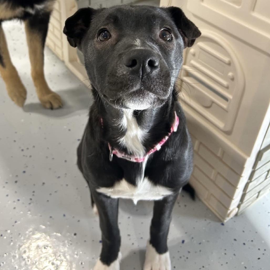 Enlarge Rain, a Adoptable mixed breed in Alma, WI image 6/6