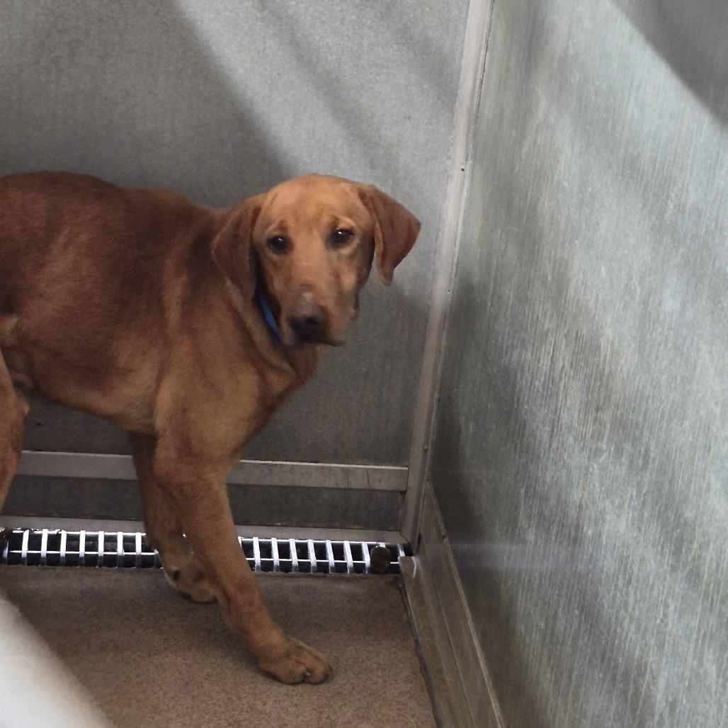 Enlarge Hound, a Adoptable Redbone Coonhound in Ardmore, OK image 1/1