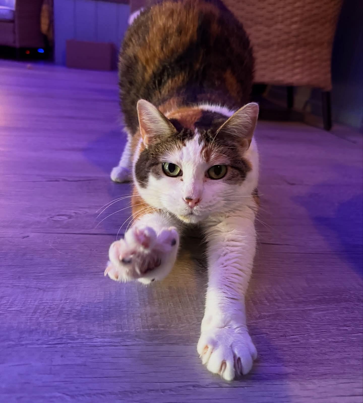 BG, a Adoptable mixed breed in Reeseville, WI image 1/6