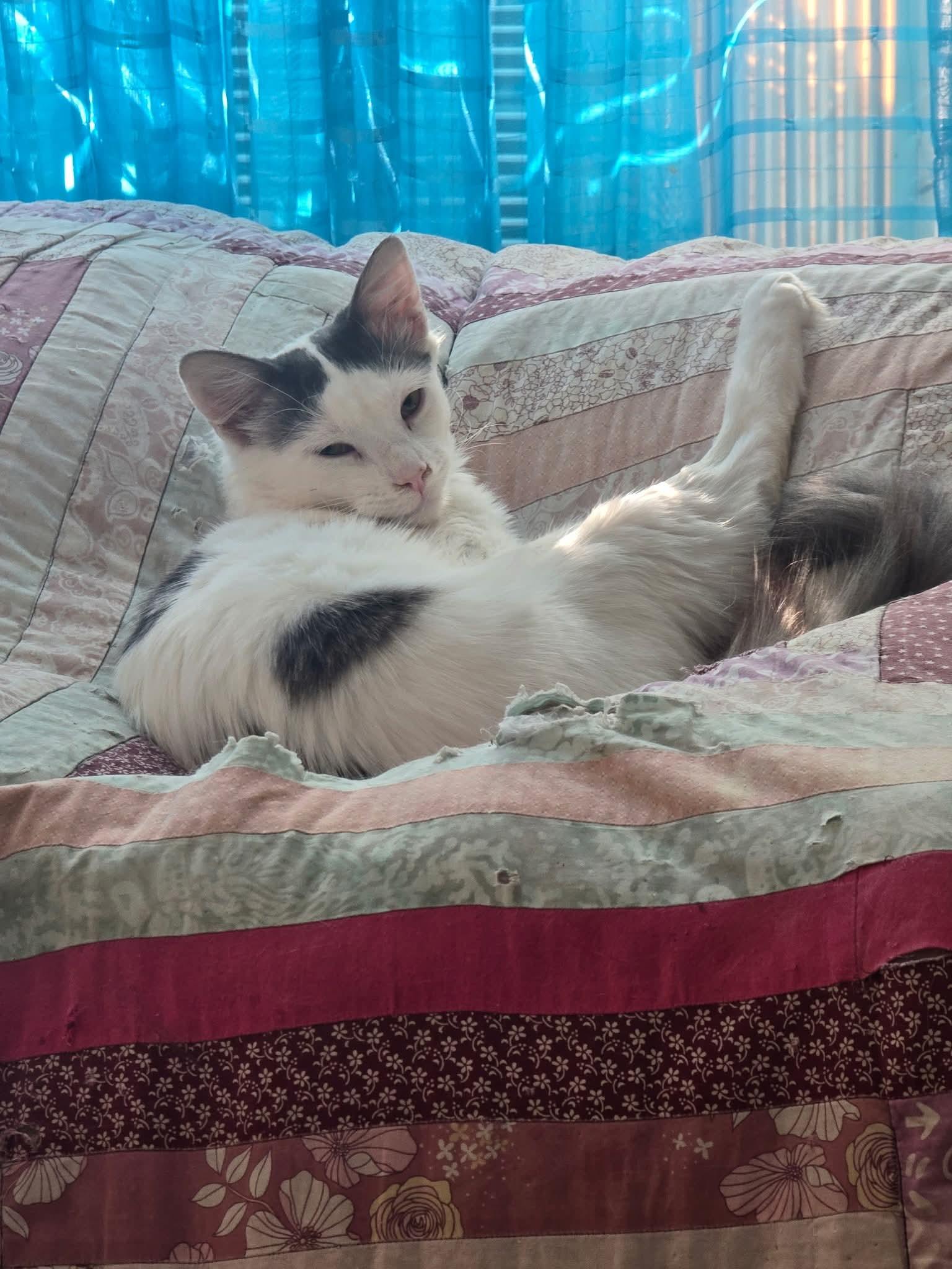 Enlarge Bartholomew, Daisy and friends, a Adoptable mixed breed in Hoboken, NJ image 1/6