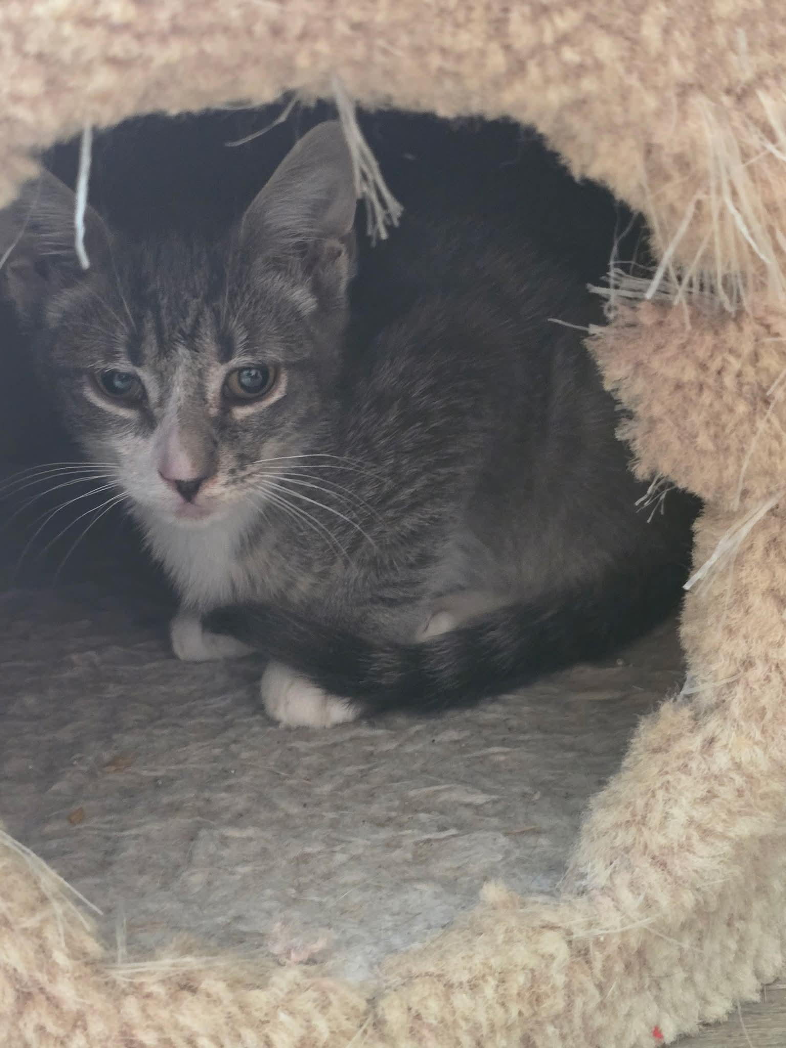 Enlarge Bartholomew, Daisy and friends, a Adoptable mixed breed in Hoboken, NJ image 2/6