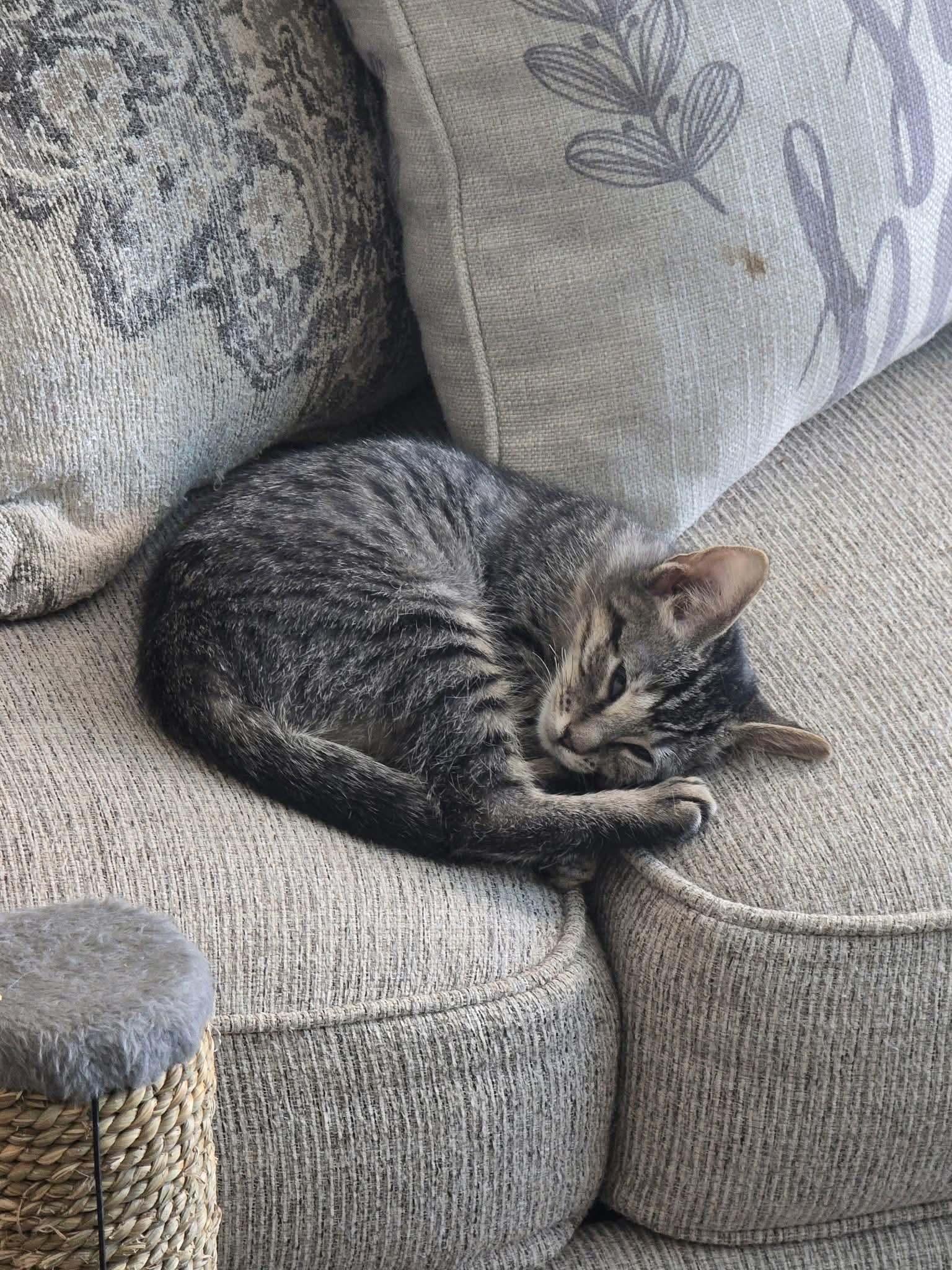 Enlarge Bartholomew, Daisy and friends, a Adoptable mixed breed in Hoboken, NJ image 3/6