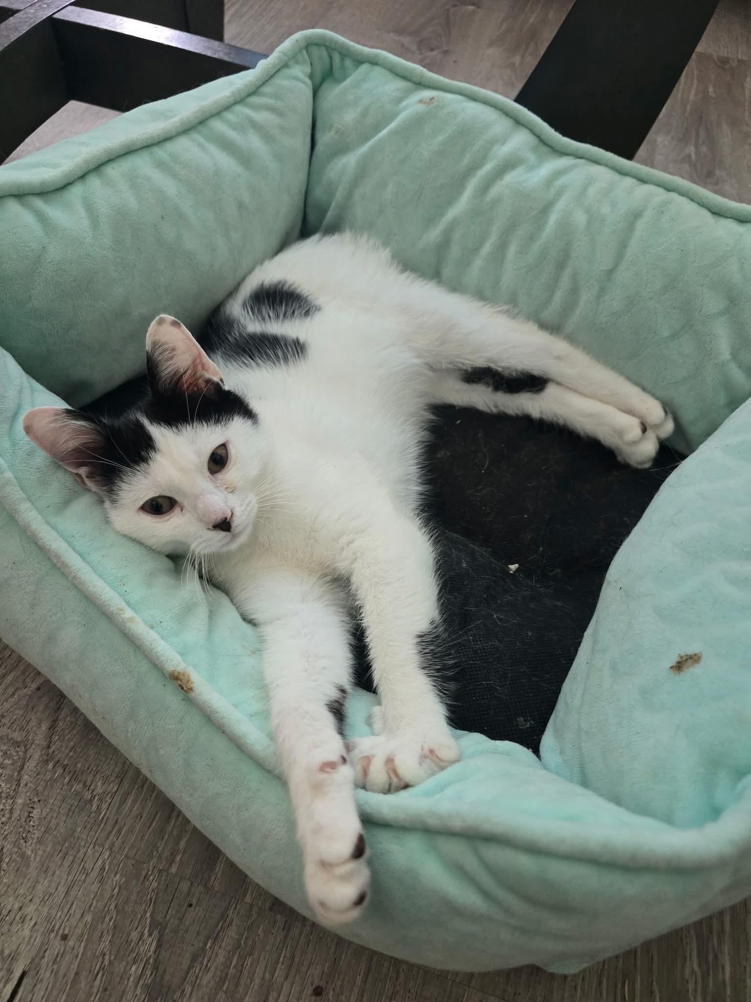 Enlarge Bartholomew, Daisy and friends, a Adoptable mixed breed in Hoboken, NJ image 4/6