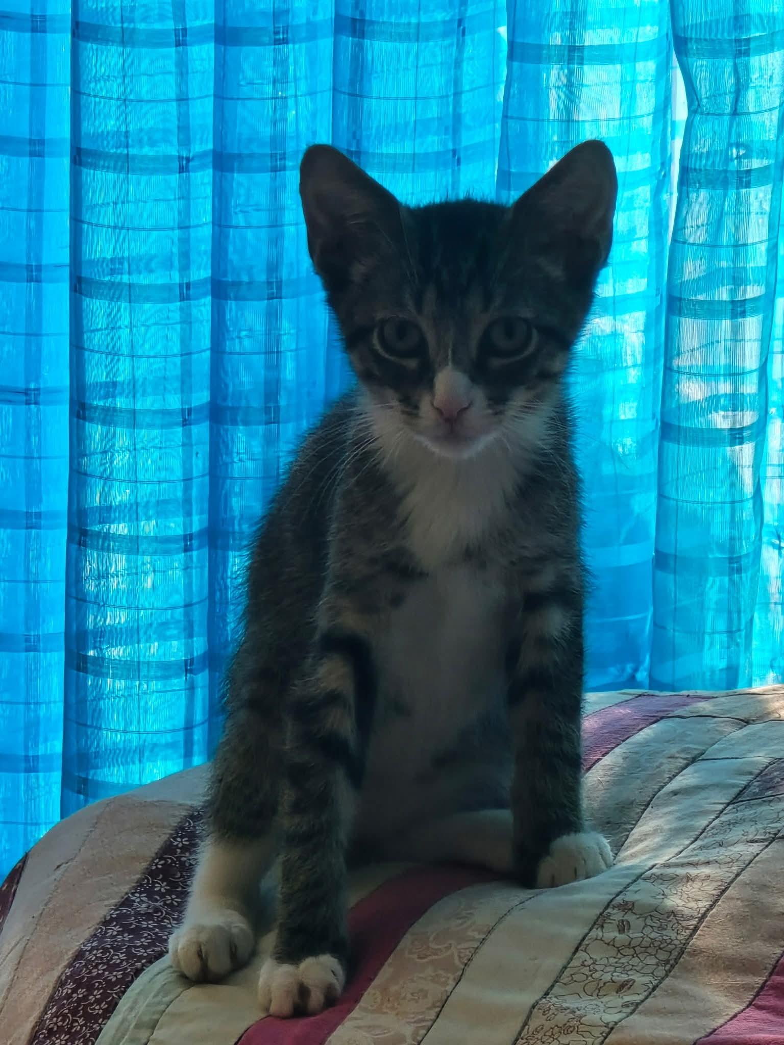 Enlarge Bartholomew, Daisy and friends, a Adoptable mixed breed in Hoboken, NJ image 5/6