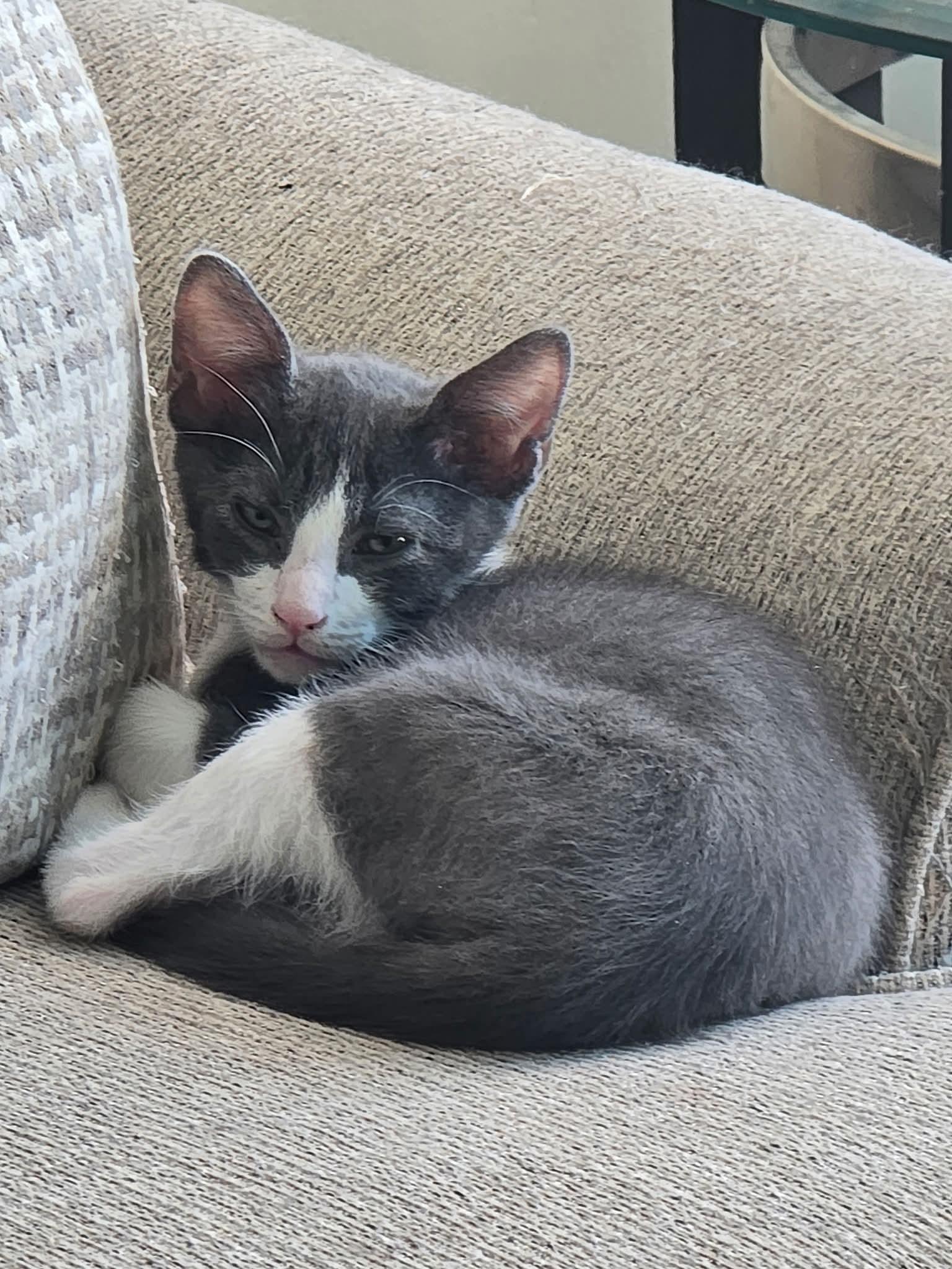 Enlarge Bartholomew, Daisy and friends, a Adoptable mixed breed in Hoboken, NJ image 6/6