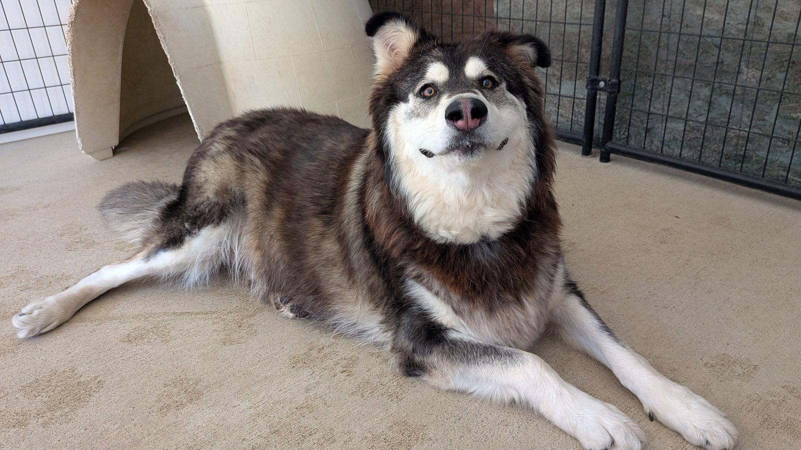 PEARL, a Adoptable Alaskan Malamute in Seattle, WA image 1/3