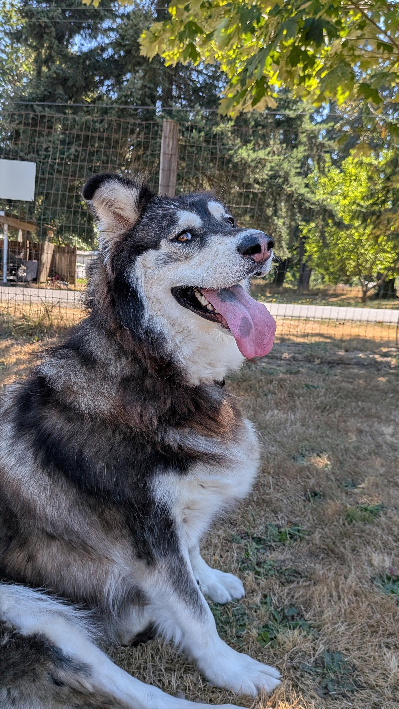 PEARL, a Adoptable Alaskan Malamute in Seattle, WA image 2/3