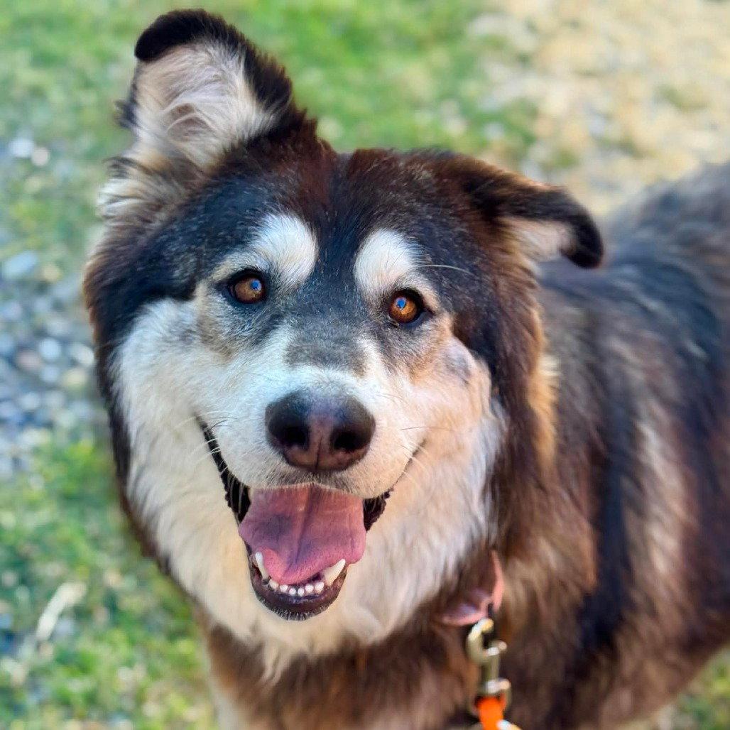 PEARL, a Adoptable Alaskan Malamute in Seattle, WA image 3/3