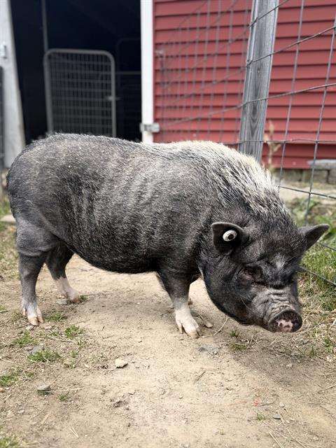 PEPPERCORN, Adoptable, Adult Female Pig.