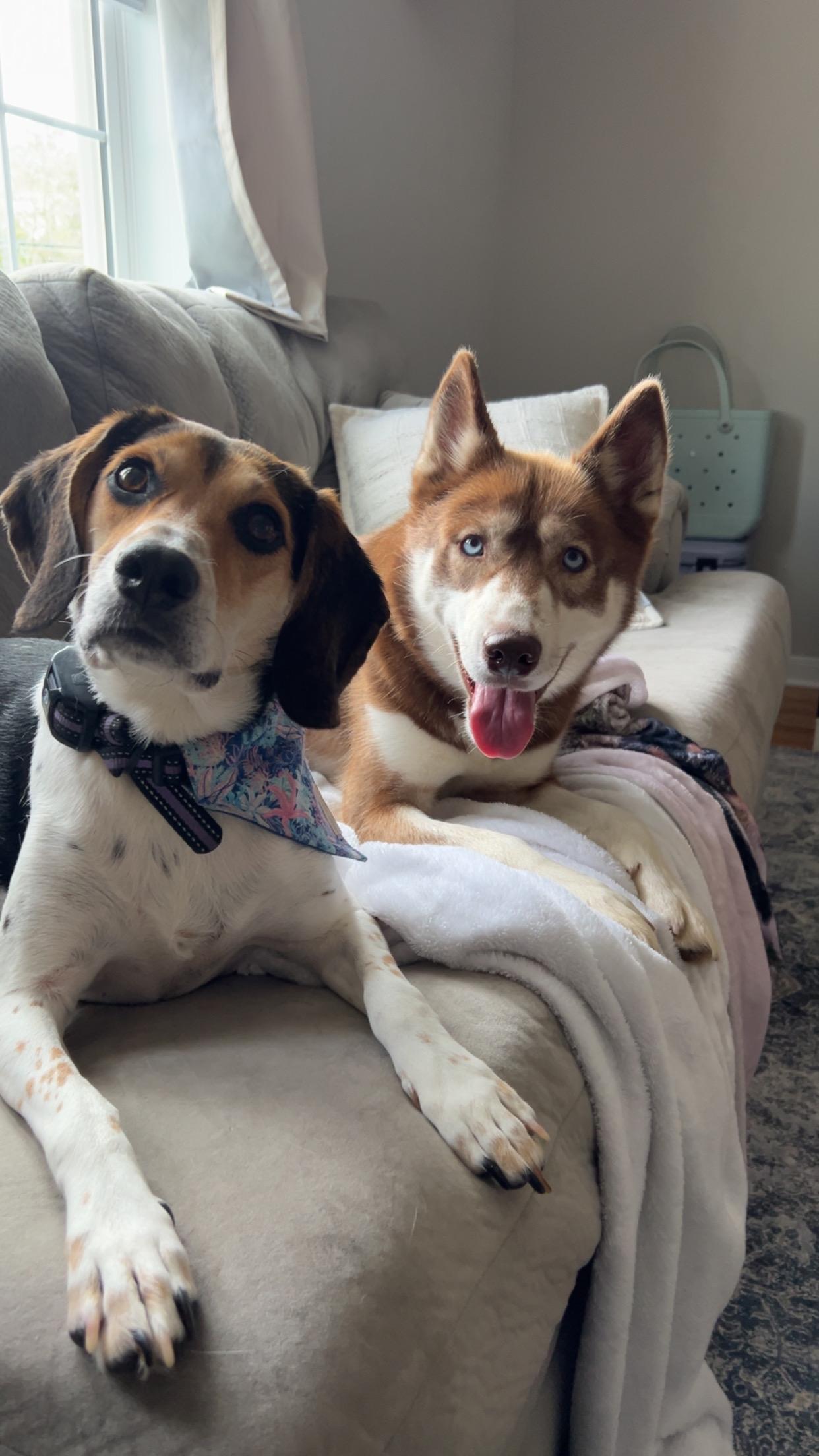 Dakota Storm, a Adopted Siberian Husky in Providence Forge, VA image 2/6