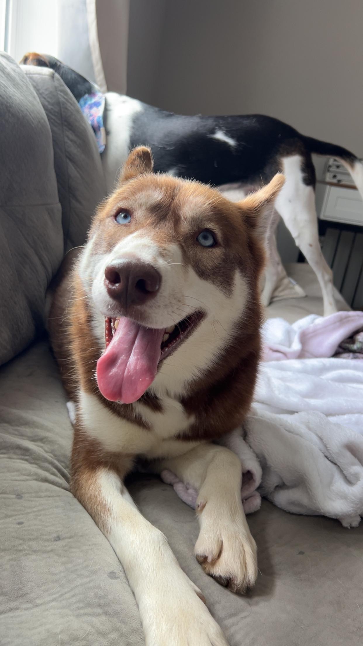 Dakota Storm, Adopted, Young Female Siberian Husky.