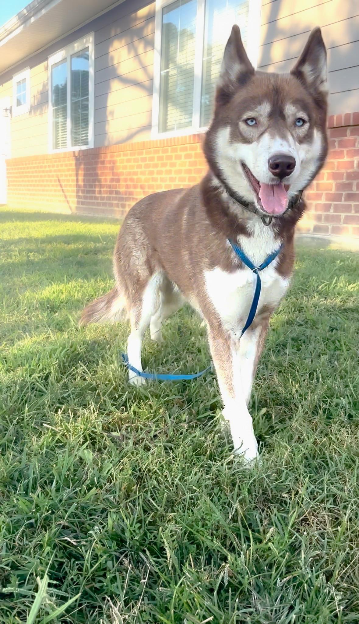 Dakota Storm, a Adopted Siberian Husky in Providence Forge, VA image 3/6