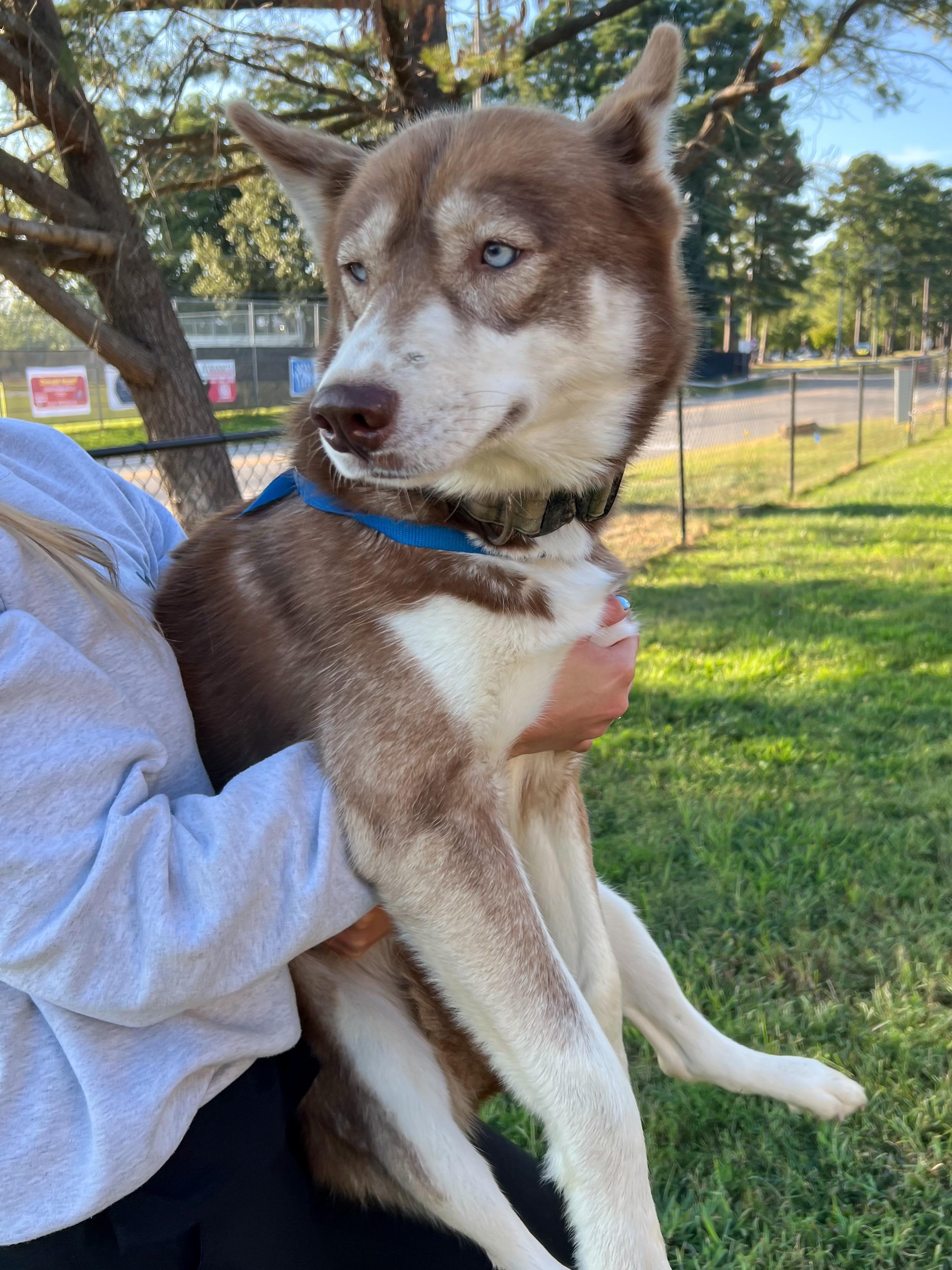 Dakota Storm, a Adopted Siberian Husky in Providence Forge, VA image 4/6