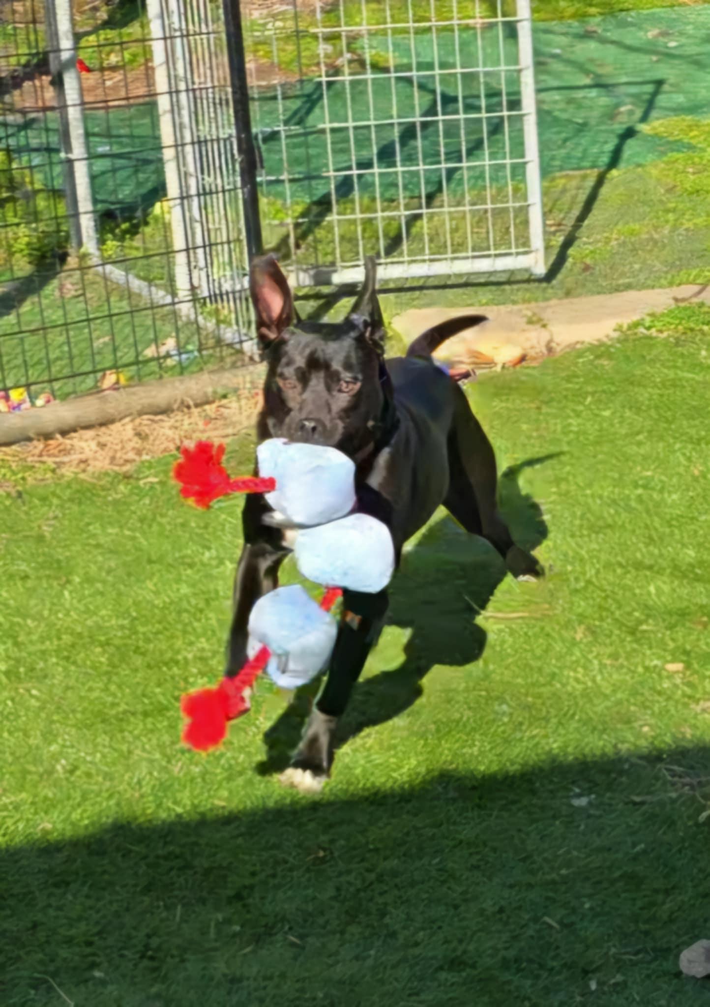 Athena, Adoptable, Young Female Pit Bull Terrier & Black Labrador Retriever.