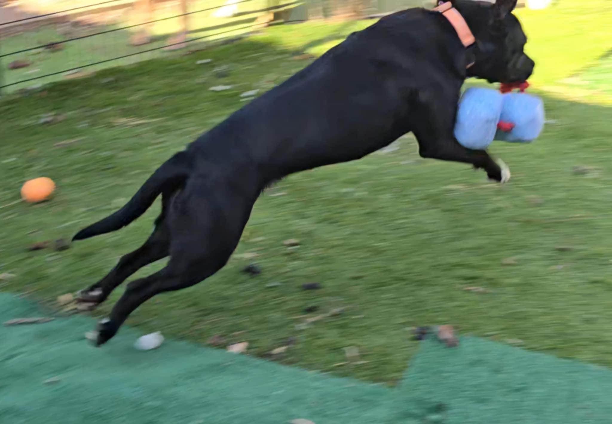 Enlarge Athena, a Adoptable mixed breed in Springfield, IL image 5/5