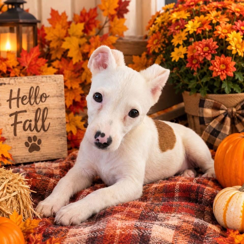 Enlarge Pearl, a Adoptable mixed breed in Berlin, NJ image 1/3