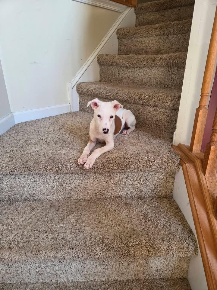 Enlarge Pearl, a Adoptable mixed breed in Berlin, NJ image 2/3