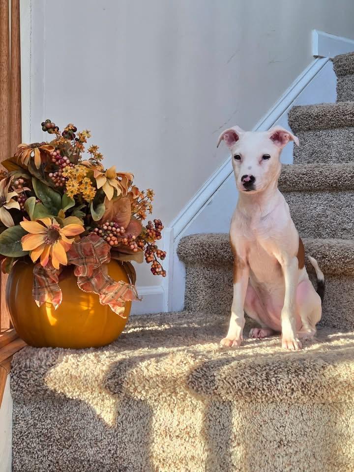 Enlarge Pearl, a Adoptable mixed breed in Berlin, NJ image 3/3