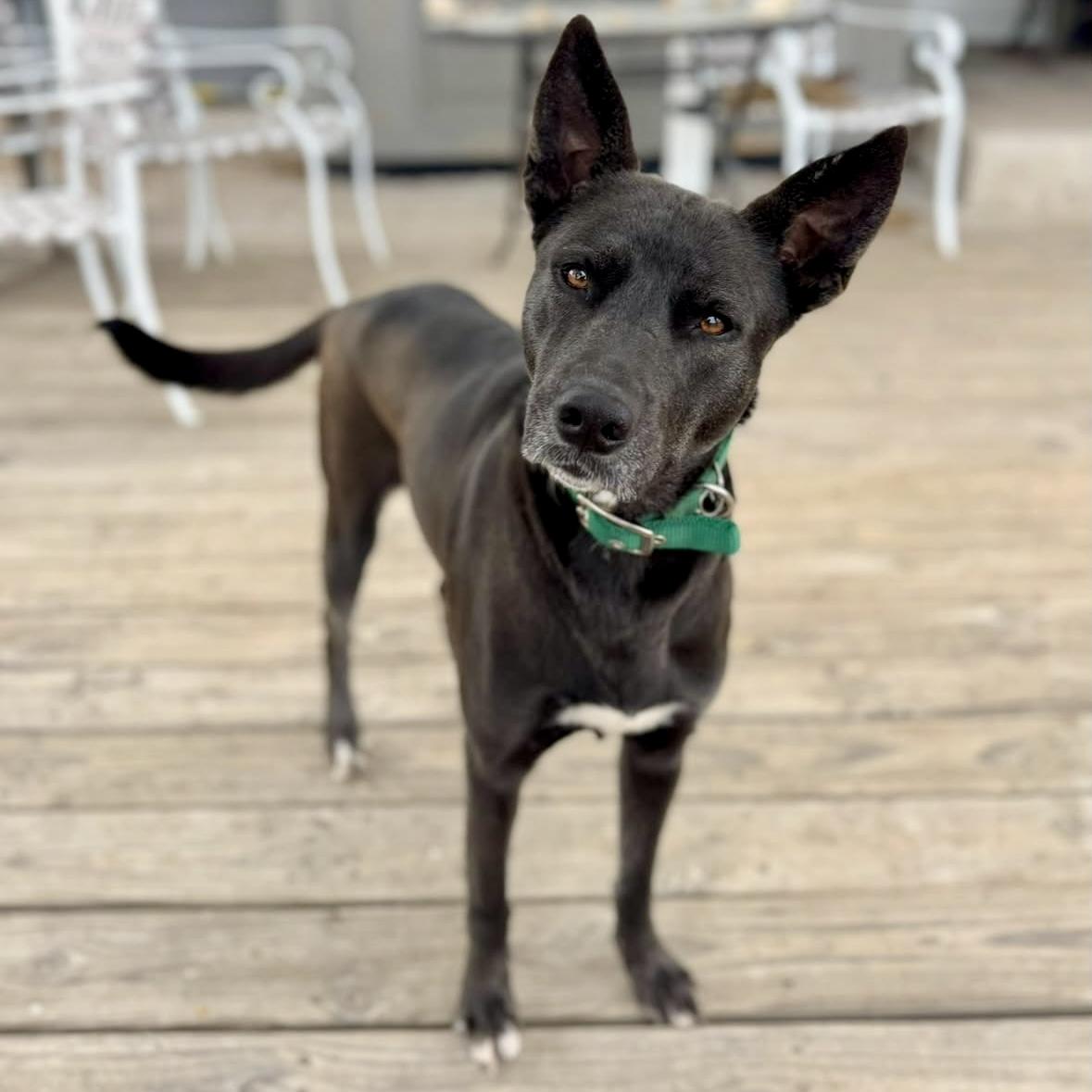 Enlarge Birdie, a Adoptable mixed breed in Mead, CO image 2/6